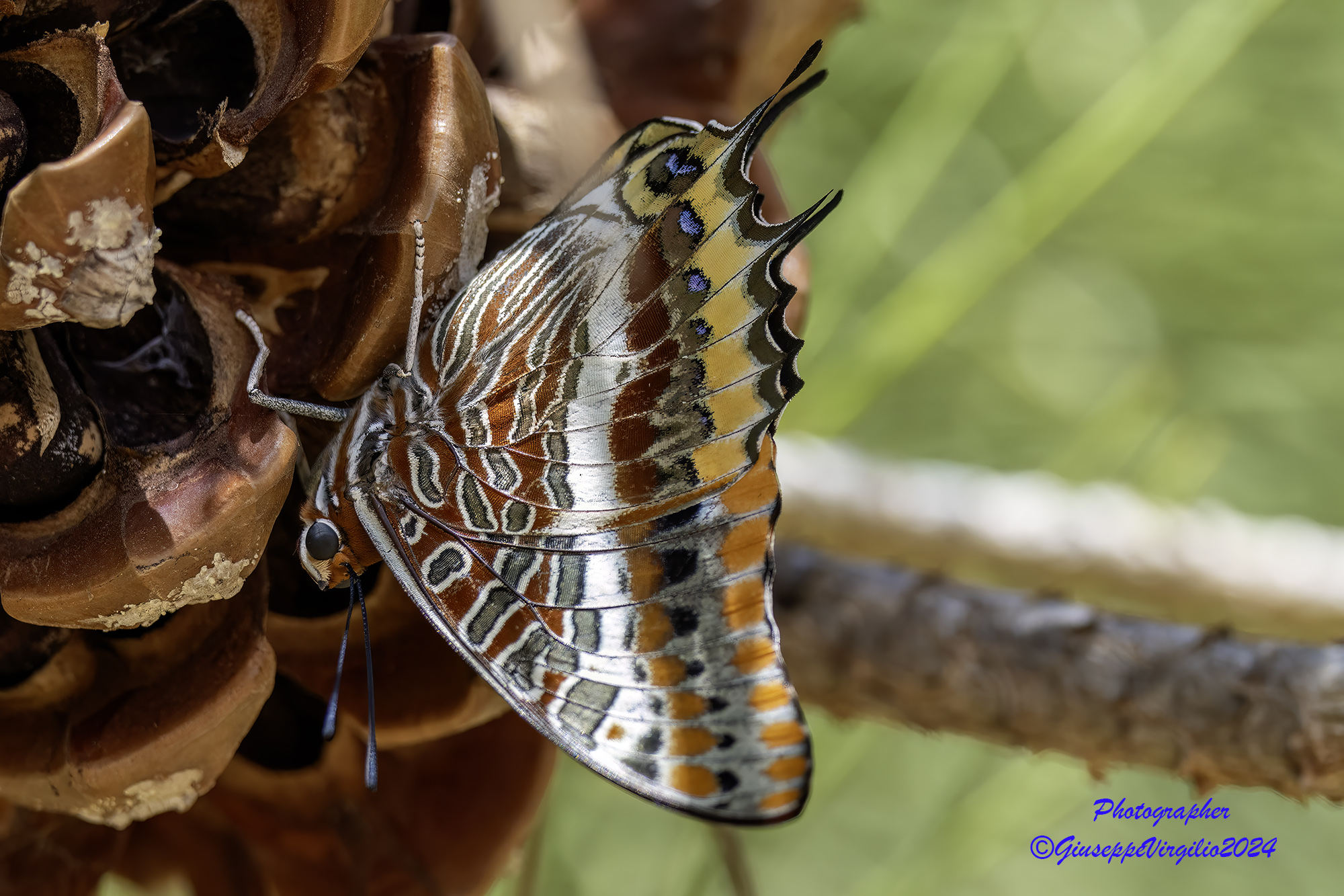 Strawberry tree nymph (Sardinia 2024