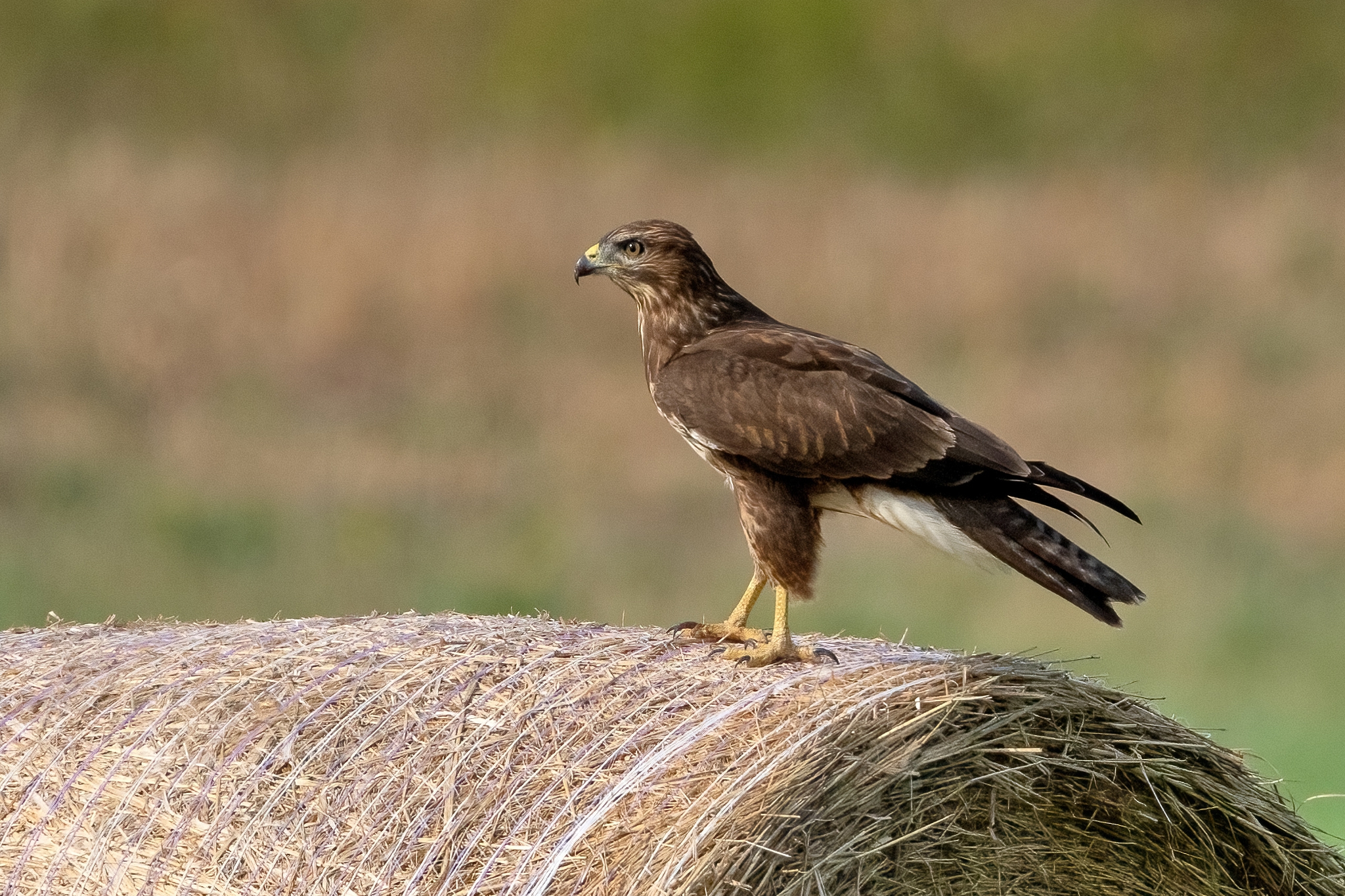 Buzzard (Buteo buteo)