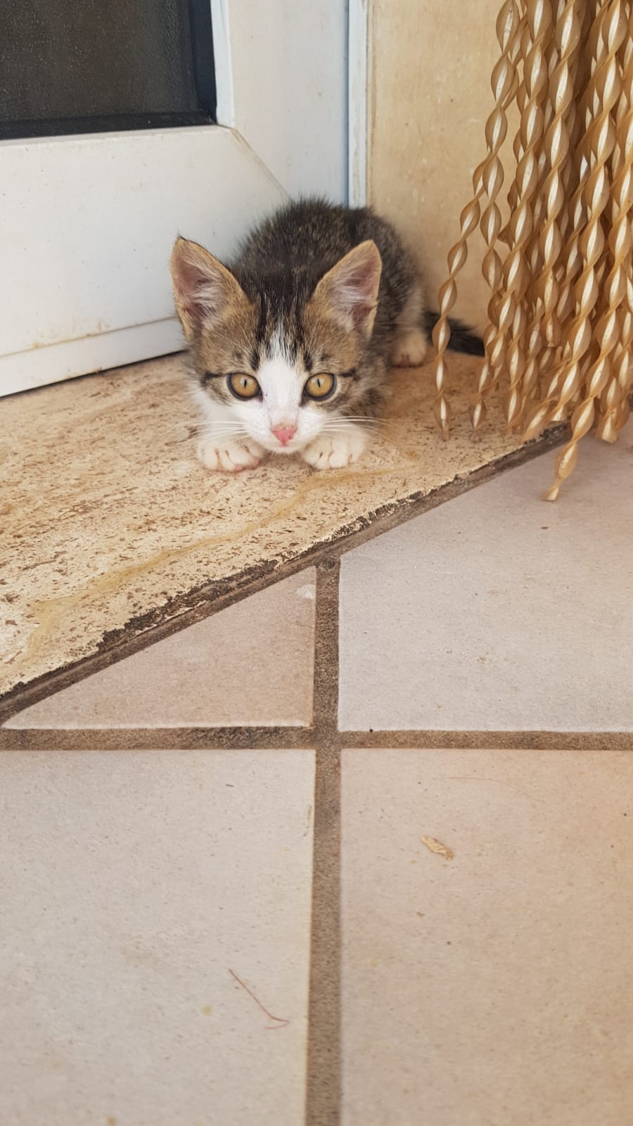 Micio miao