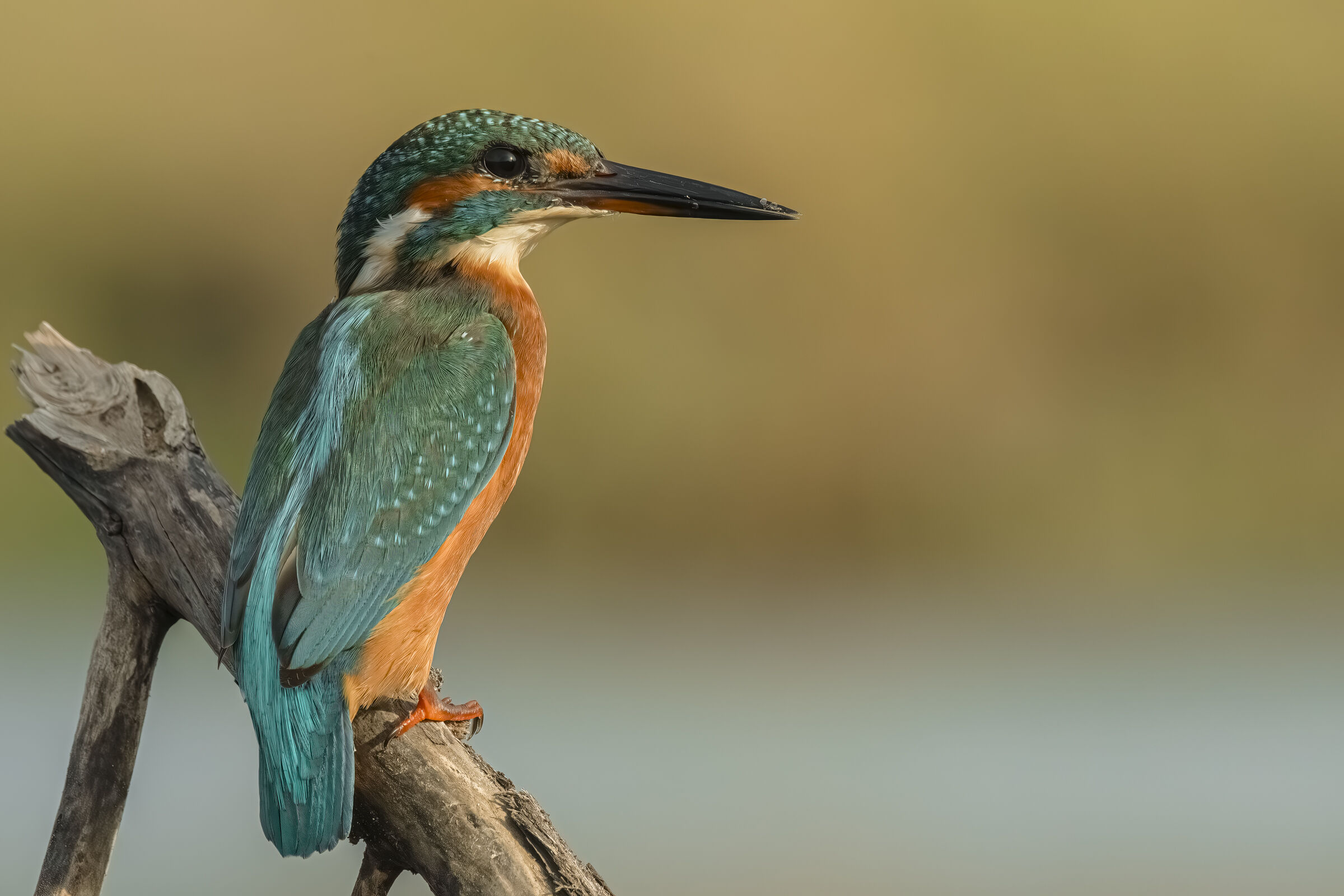 Kingfisher