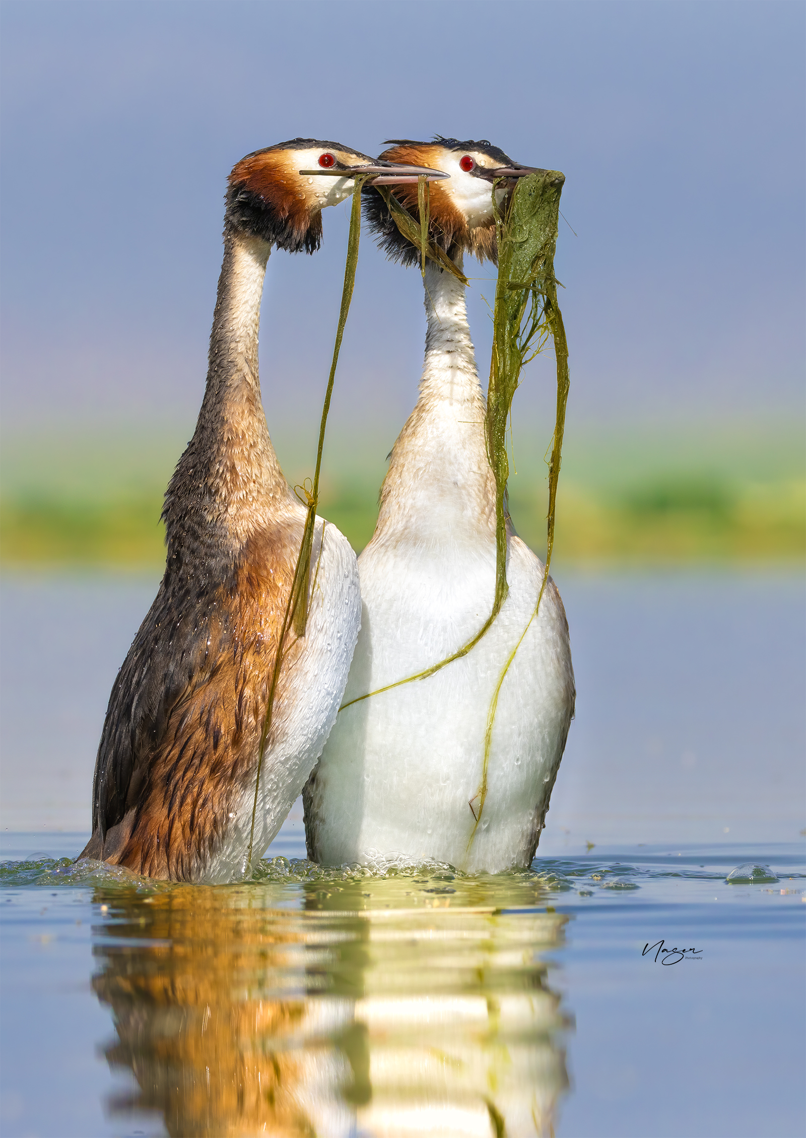 Great -crested grebe
