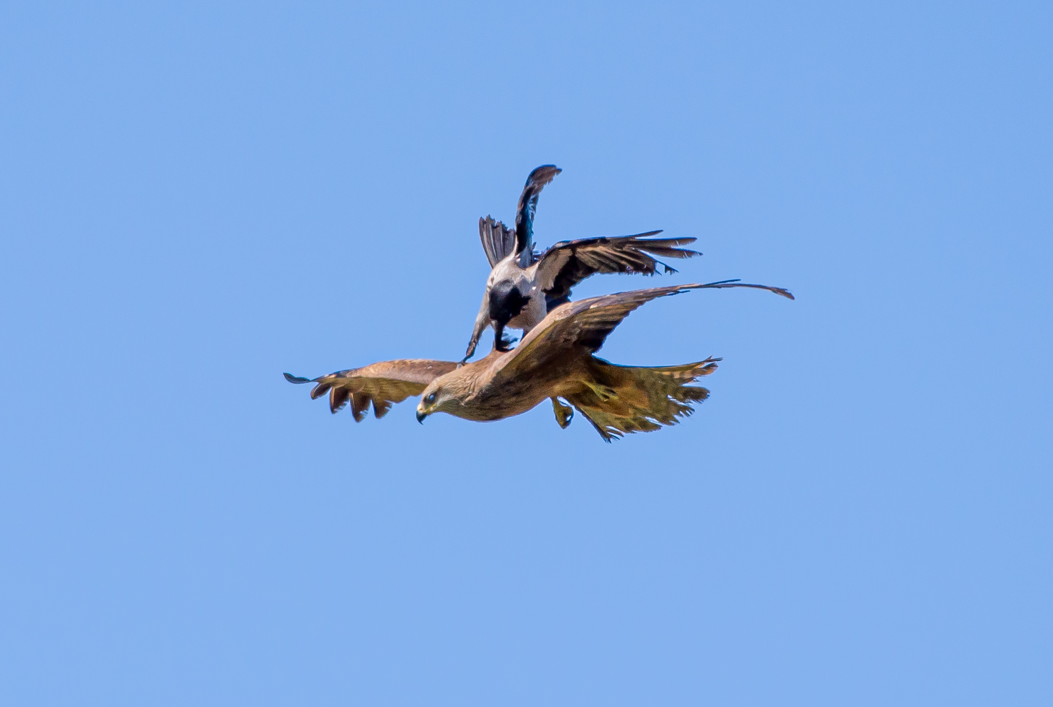 Black Kite give me a ride