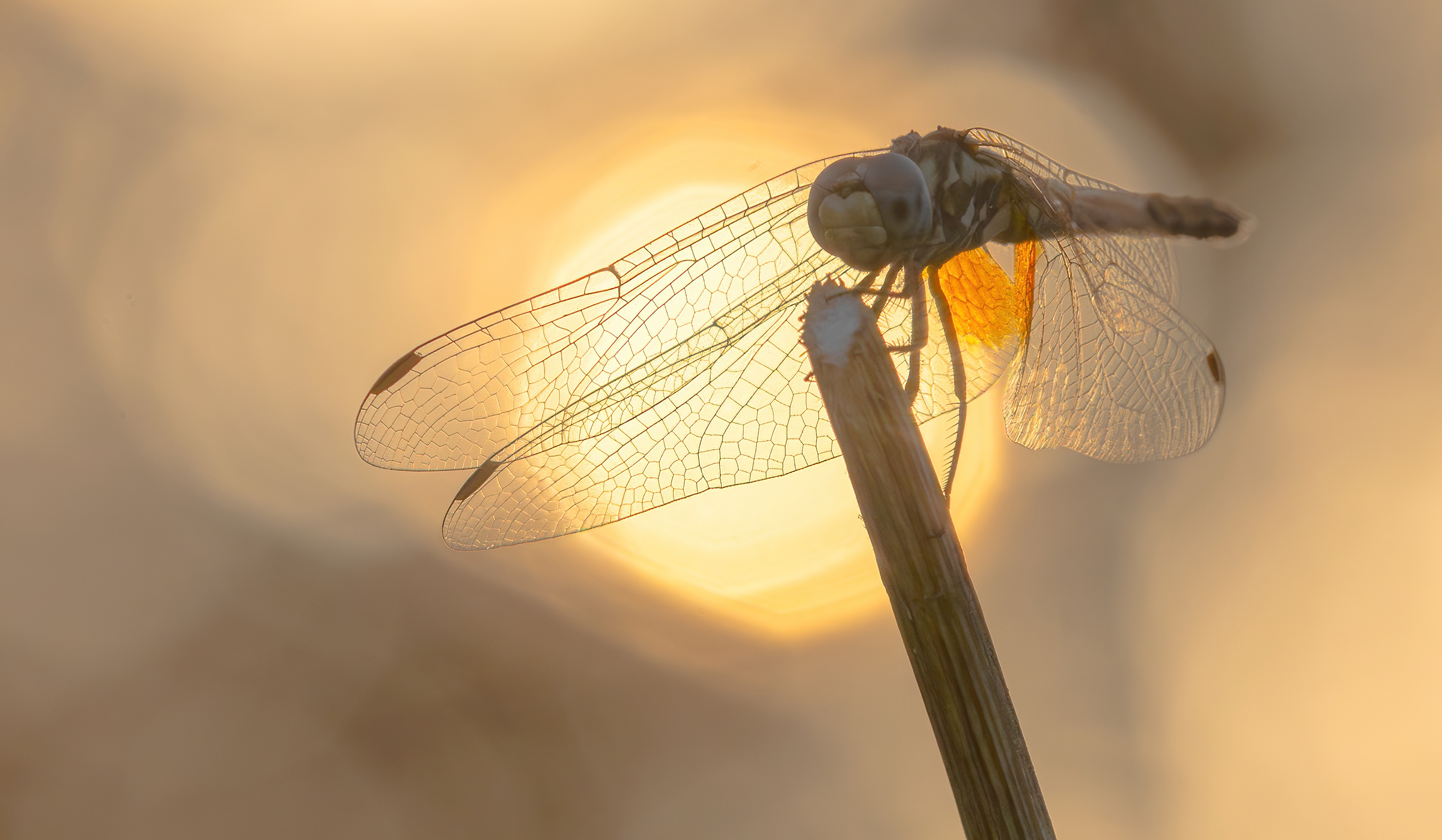Dragonfly at sunset
