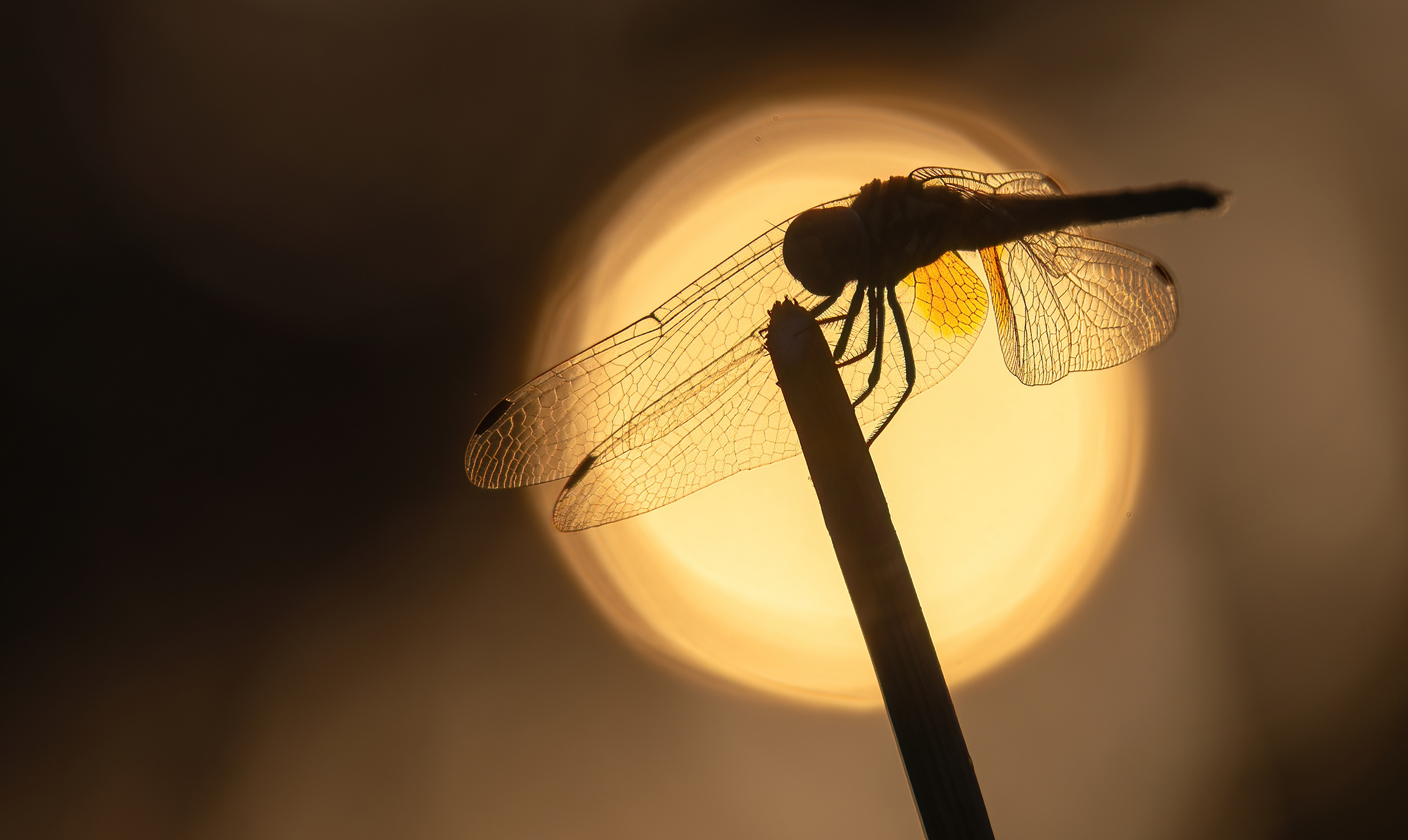 silhouette of a dragonfly