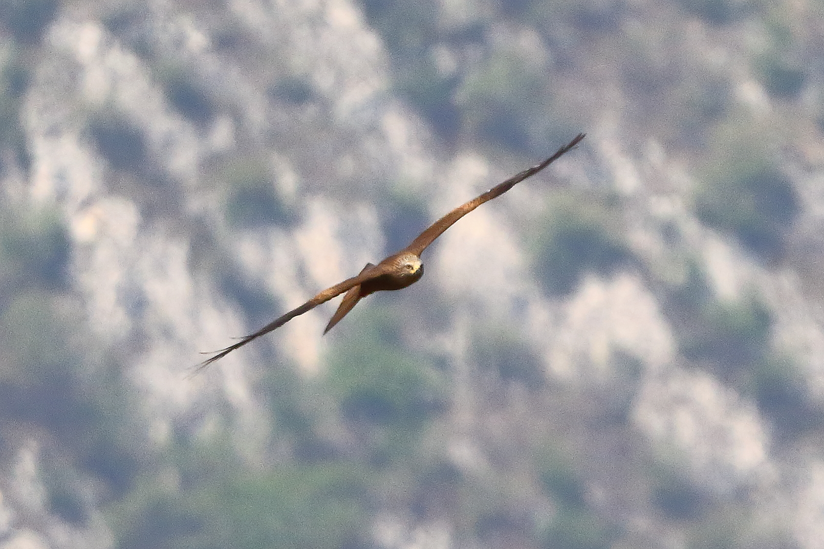 Nibbio bruno 08 aprile 2024 - 7873