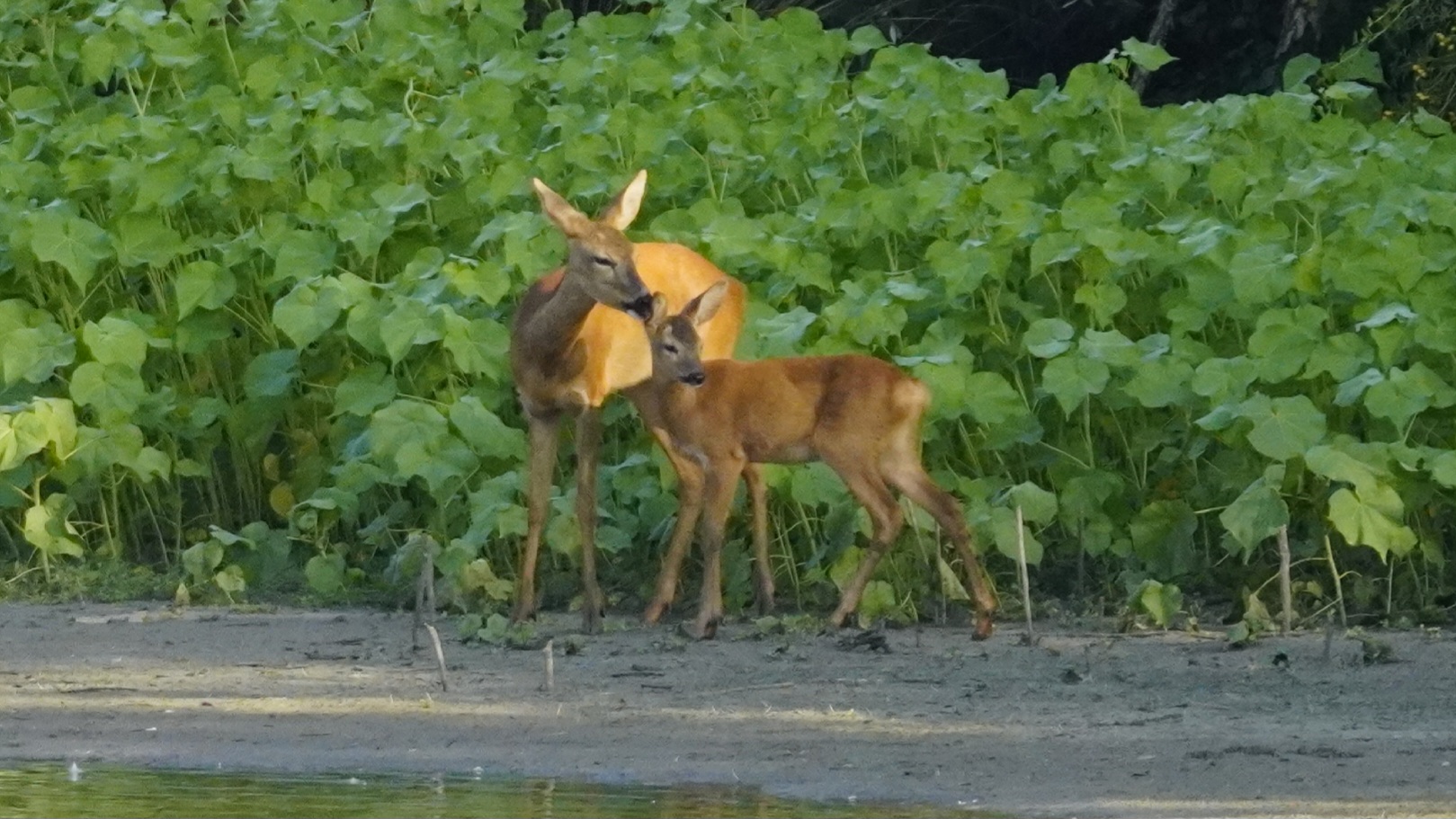 Mom roe deer cleaning baby