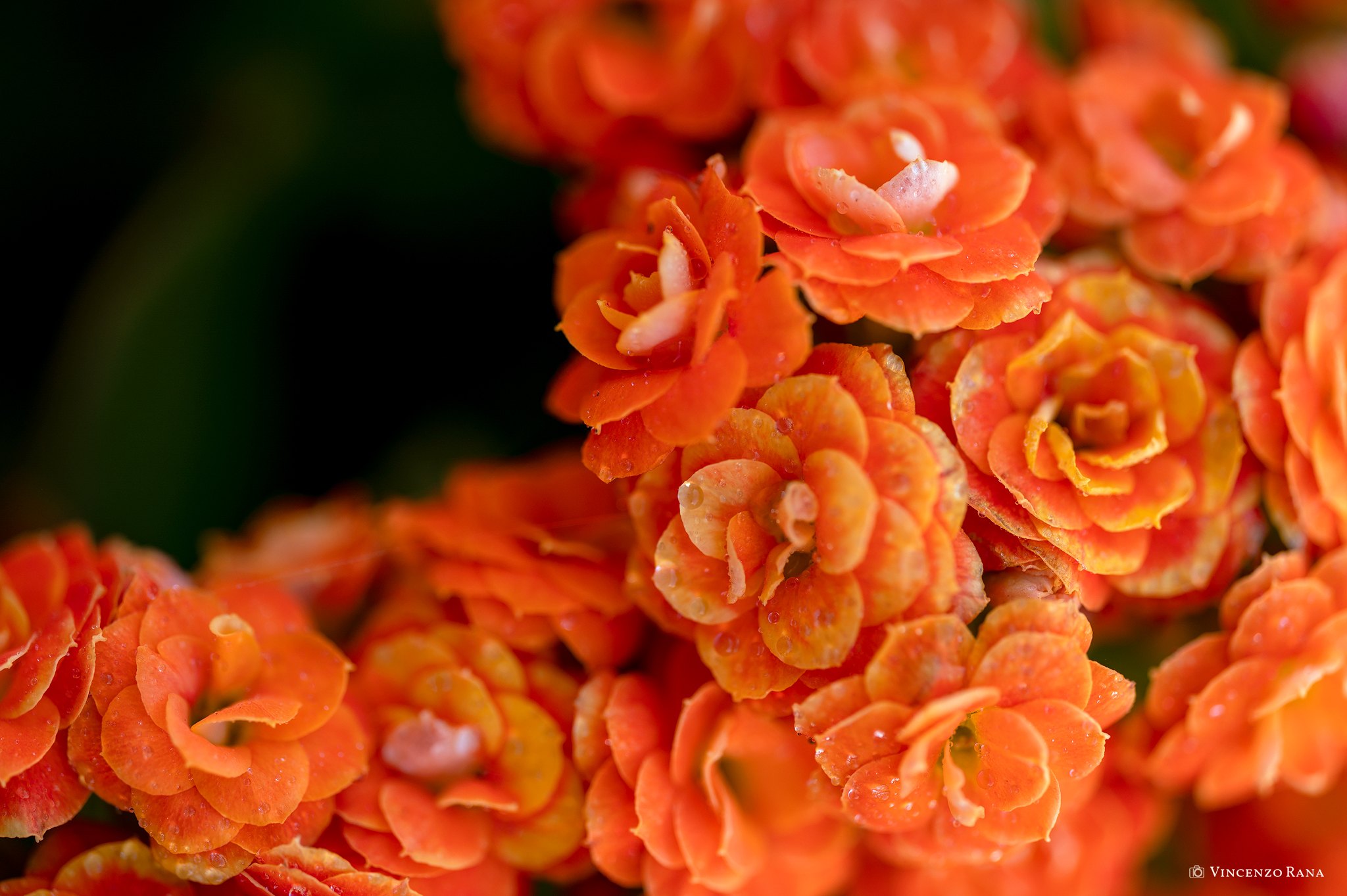 Kalanchoe