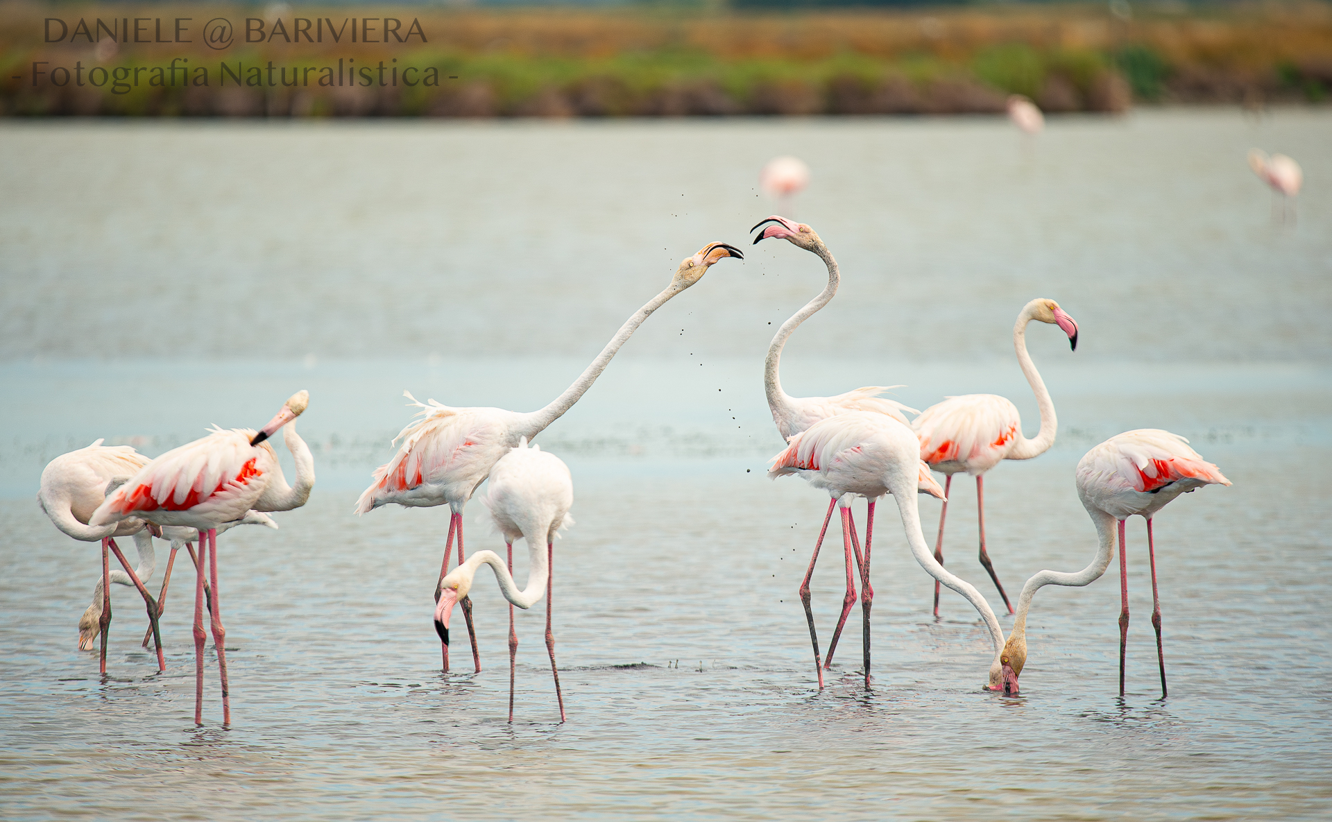 Flamingoes