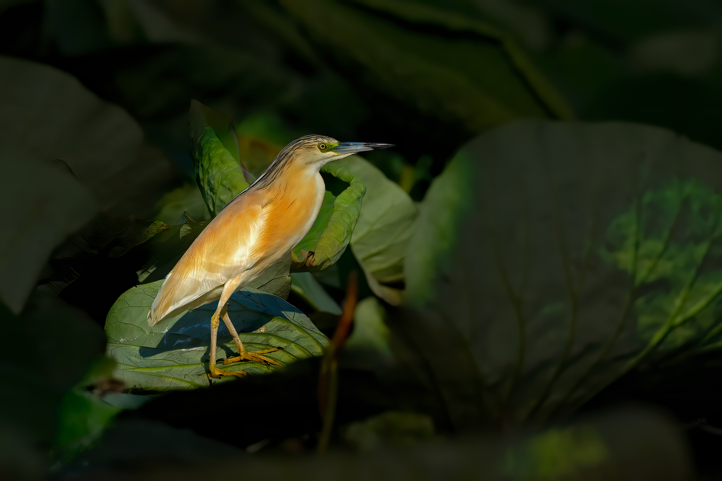 Spot di luce sulla Sgarza ciuffetto