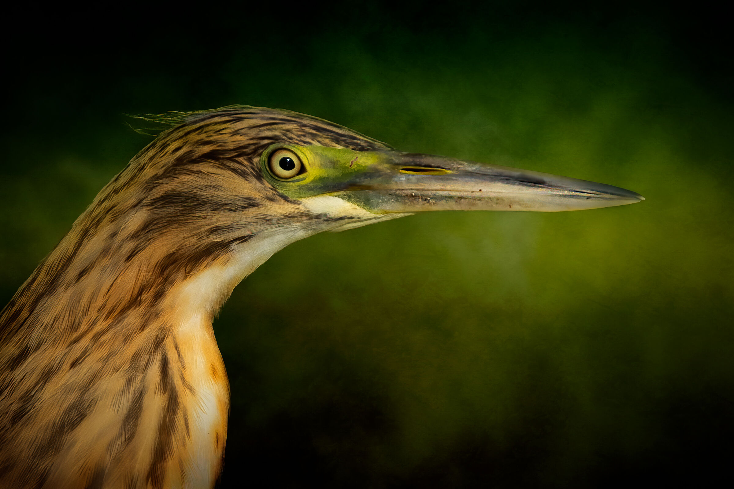 Ritratto di Sgarza ciuffetto