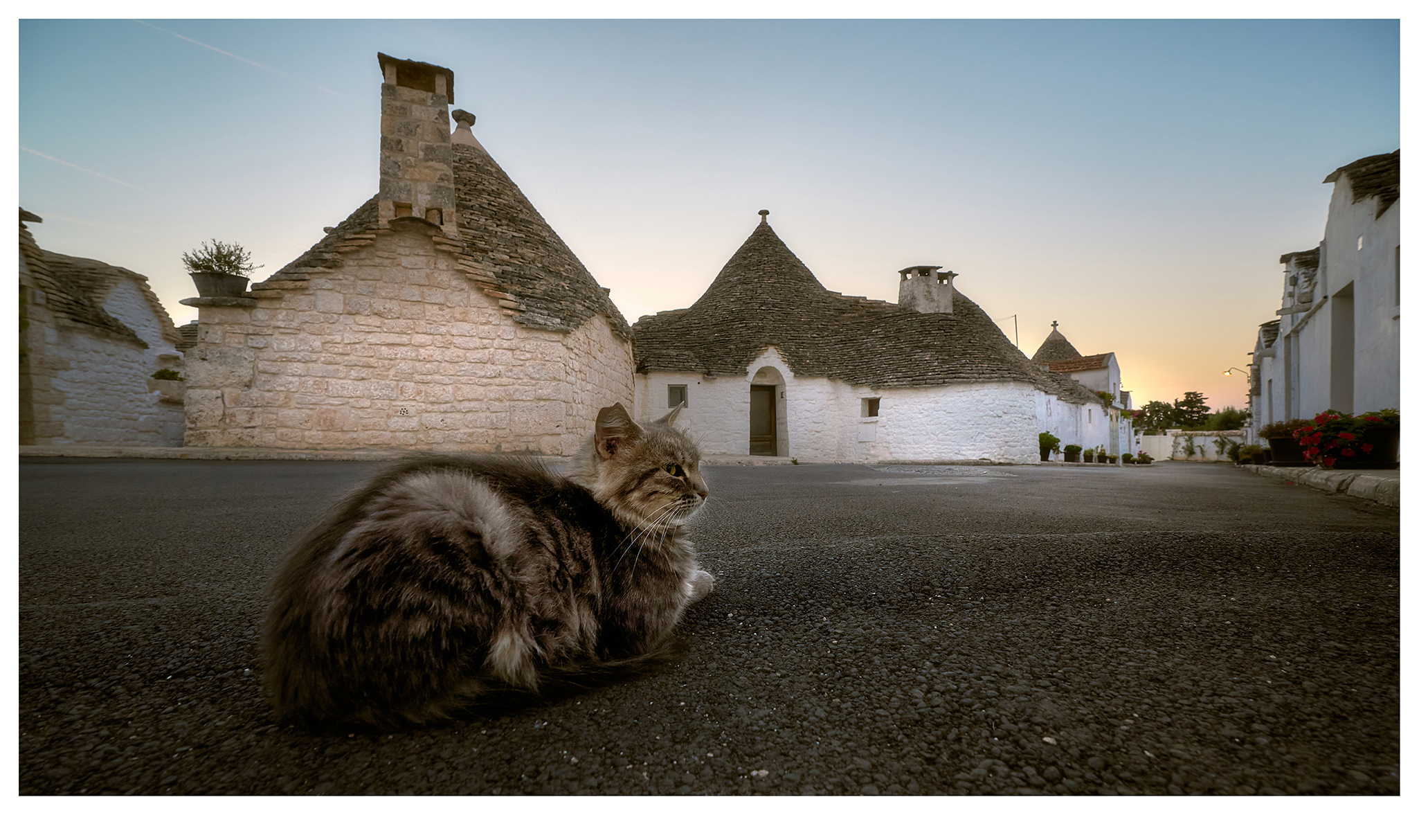 Cat with trulli