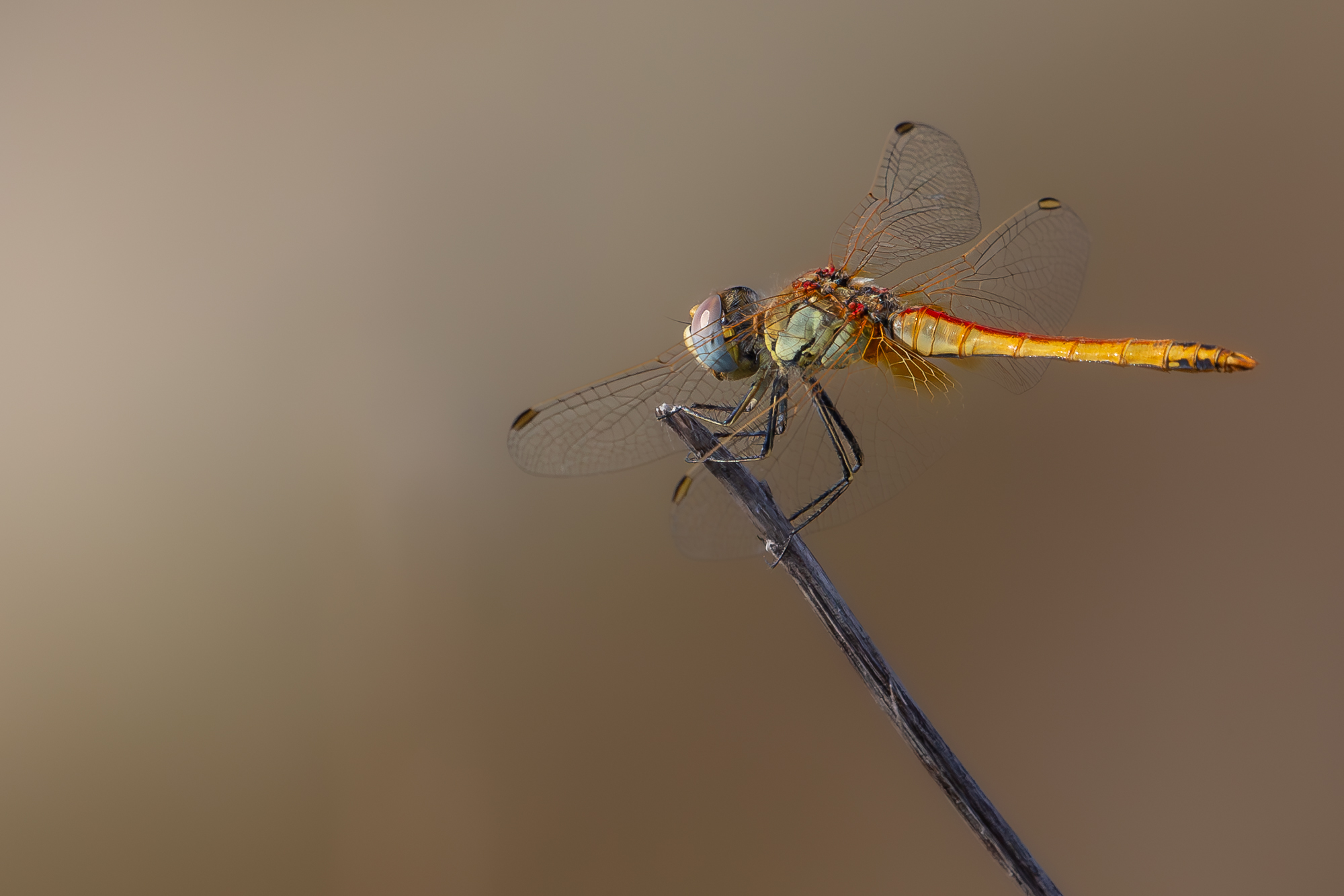 libellula.
