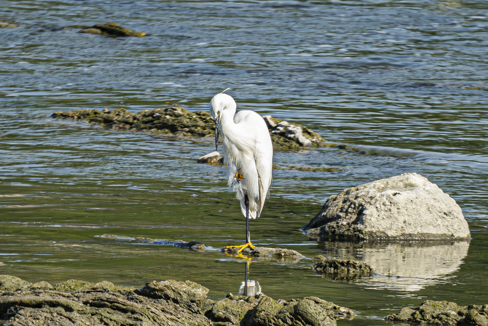The tightrope walker