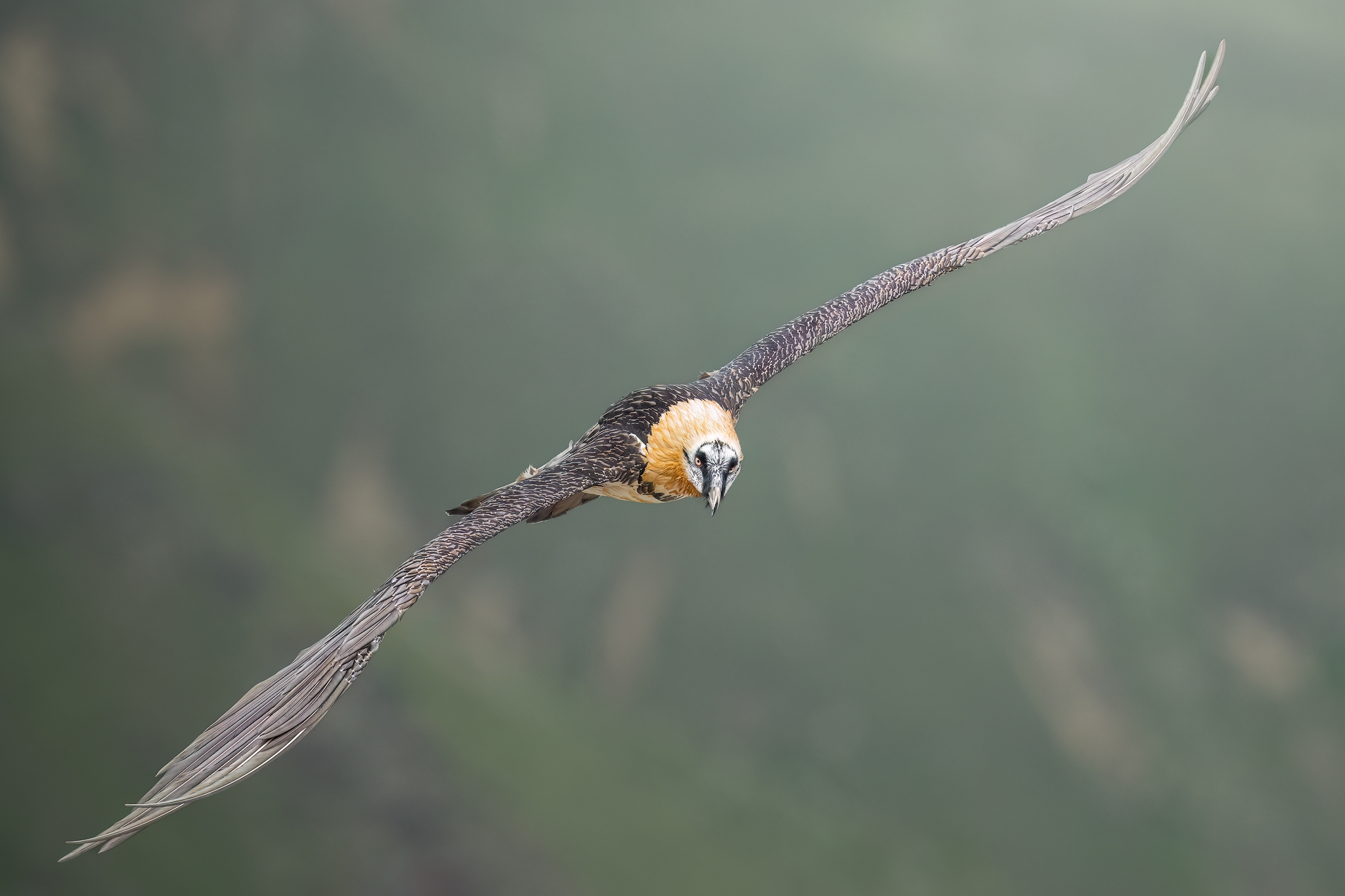 My favorite bird of prey