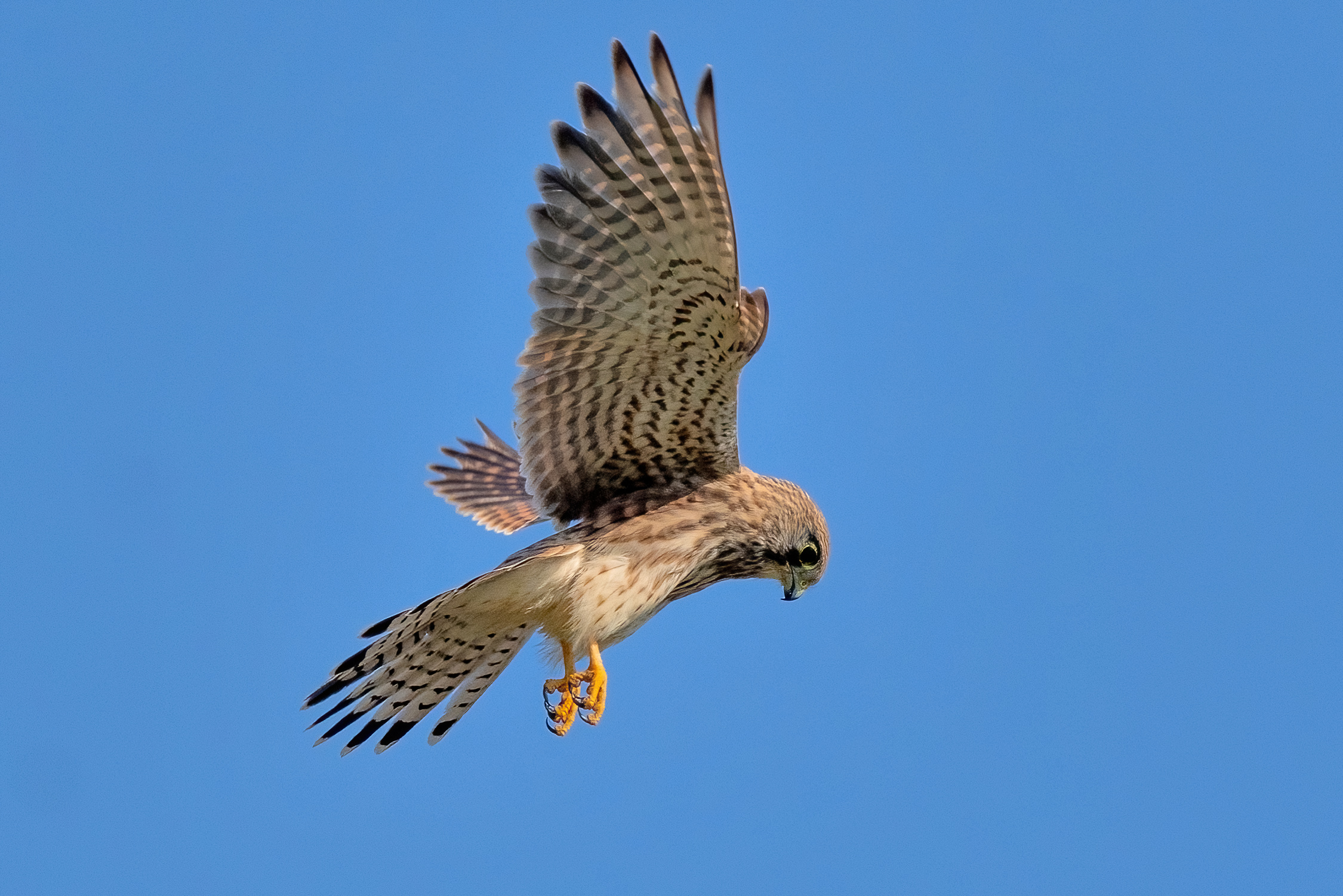 Kestrel in "Holy Spirit"