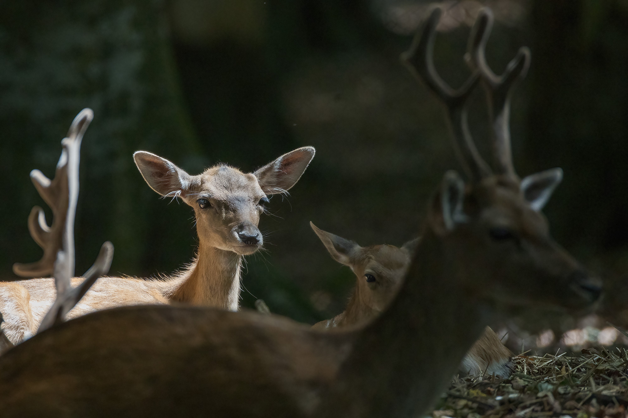 Fallow deer