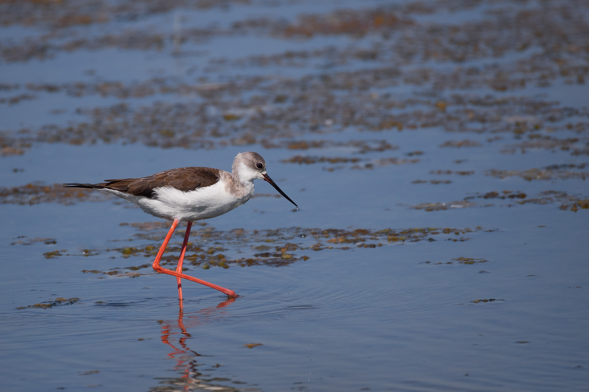 Black-winged Stilt
