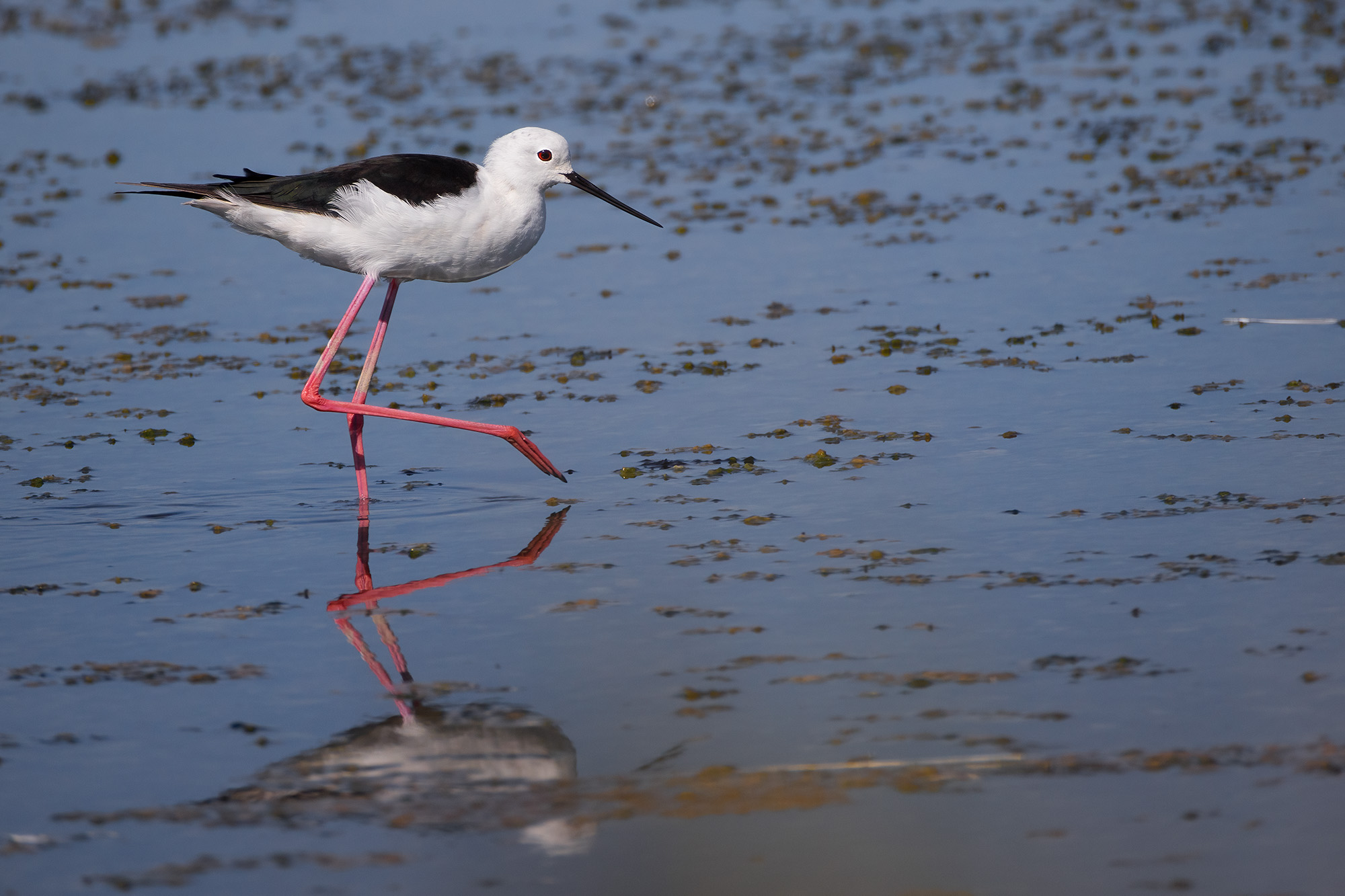 Black-winged Stilt
