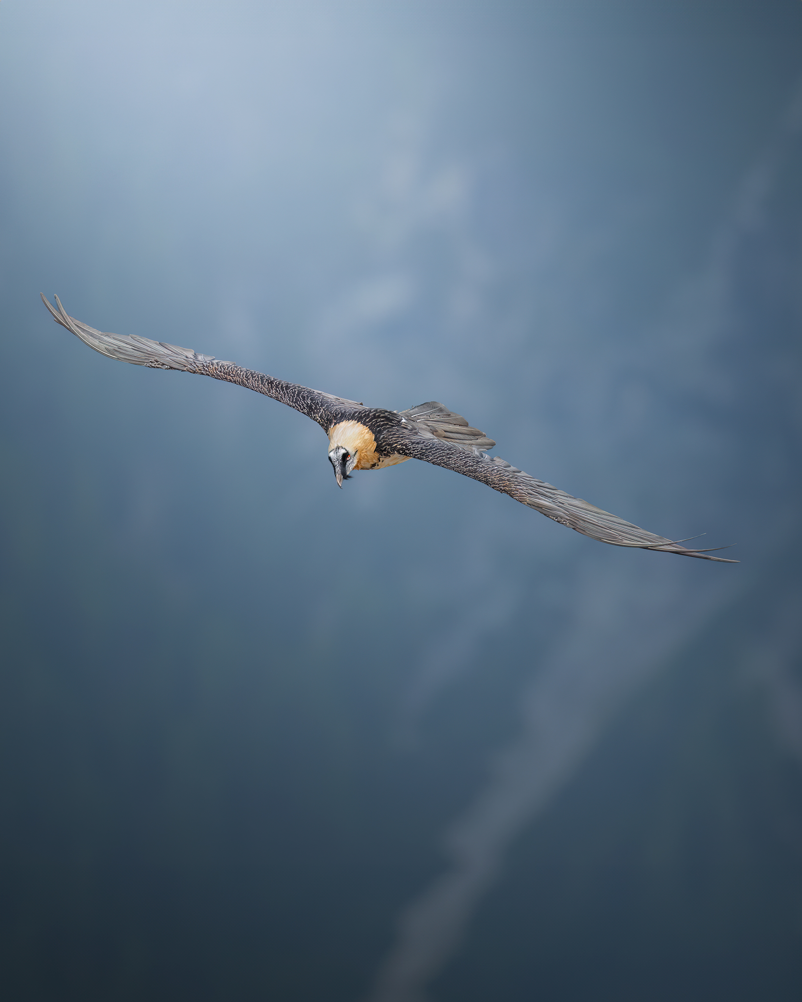 Bearded vulture, always him