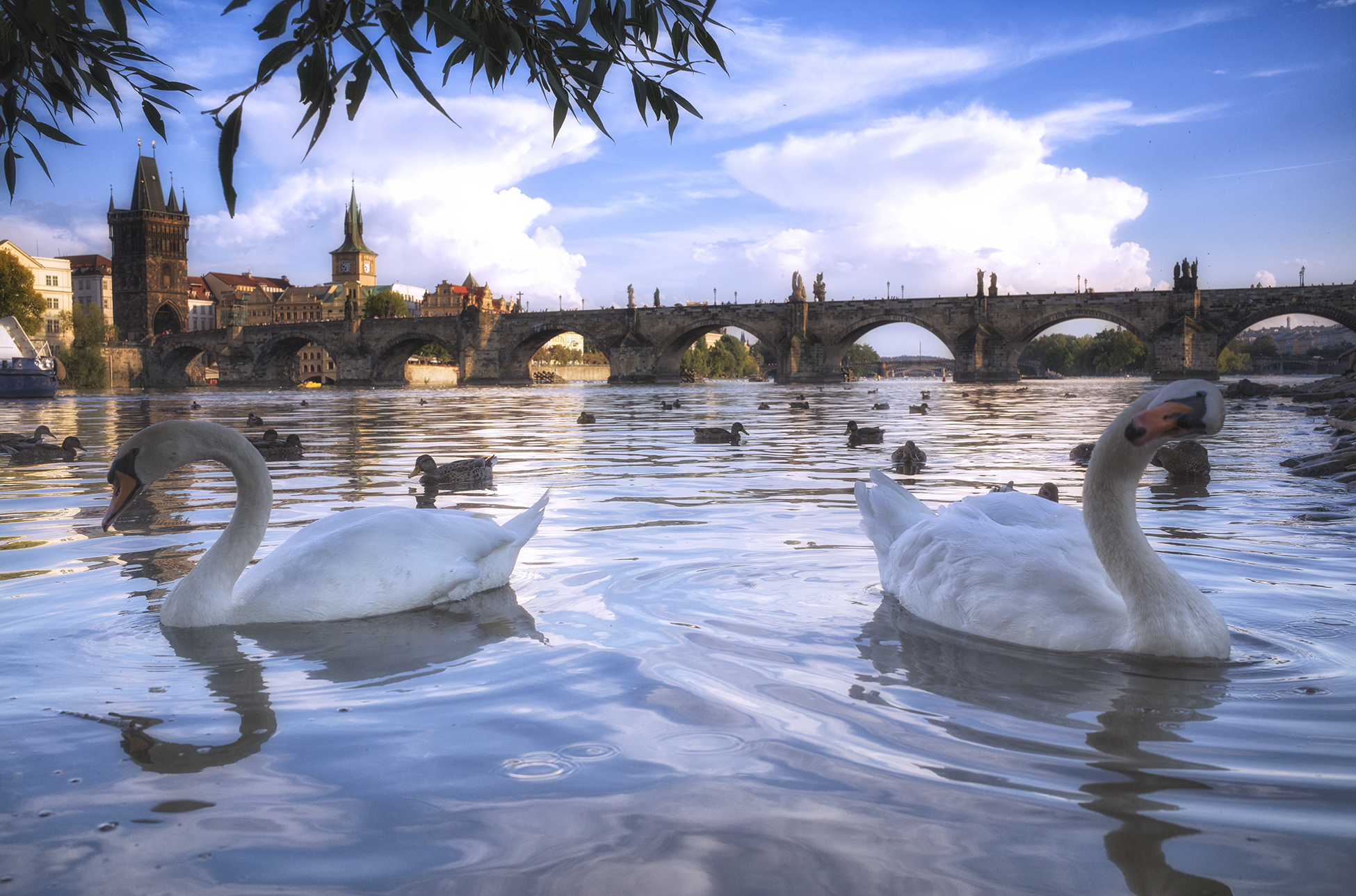 I cigni di ponte Carlo
