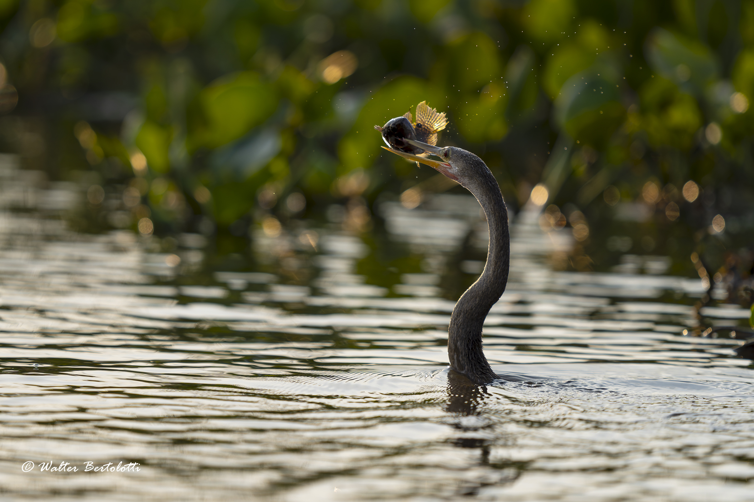 l'aninga e il pirana