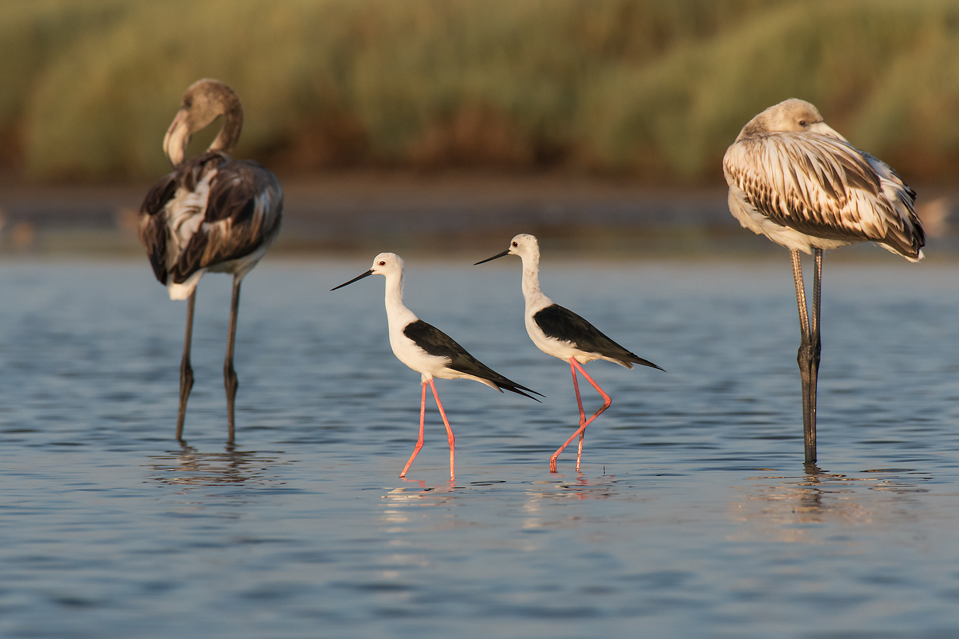 Black-winged Stilt (4 long-haired)