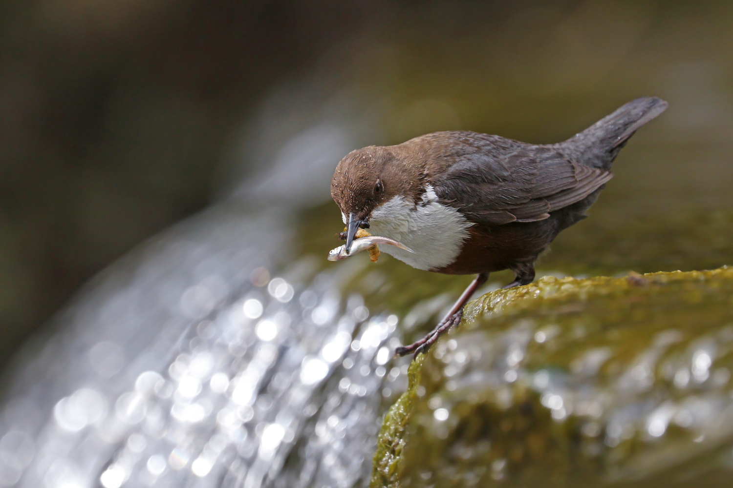 White-throated dipper
