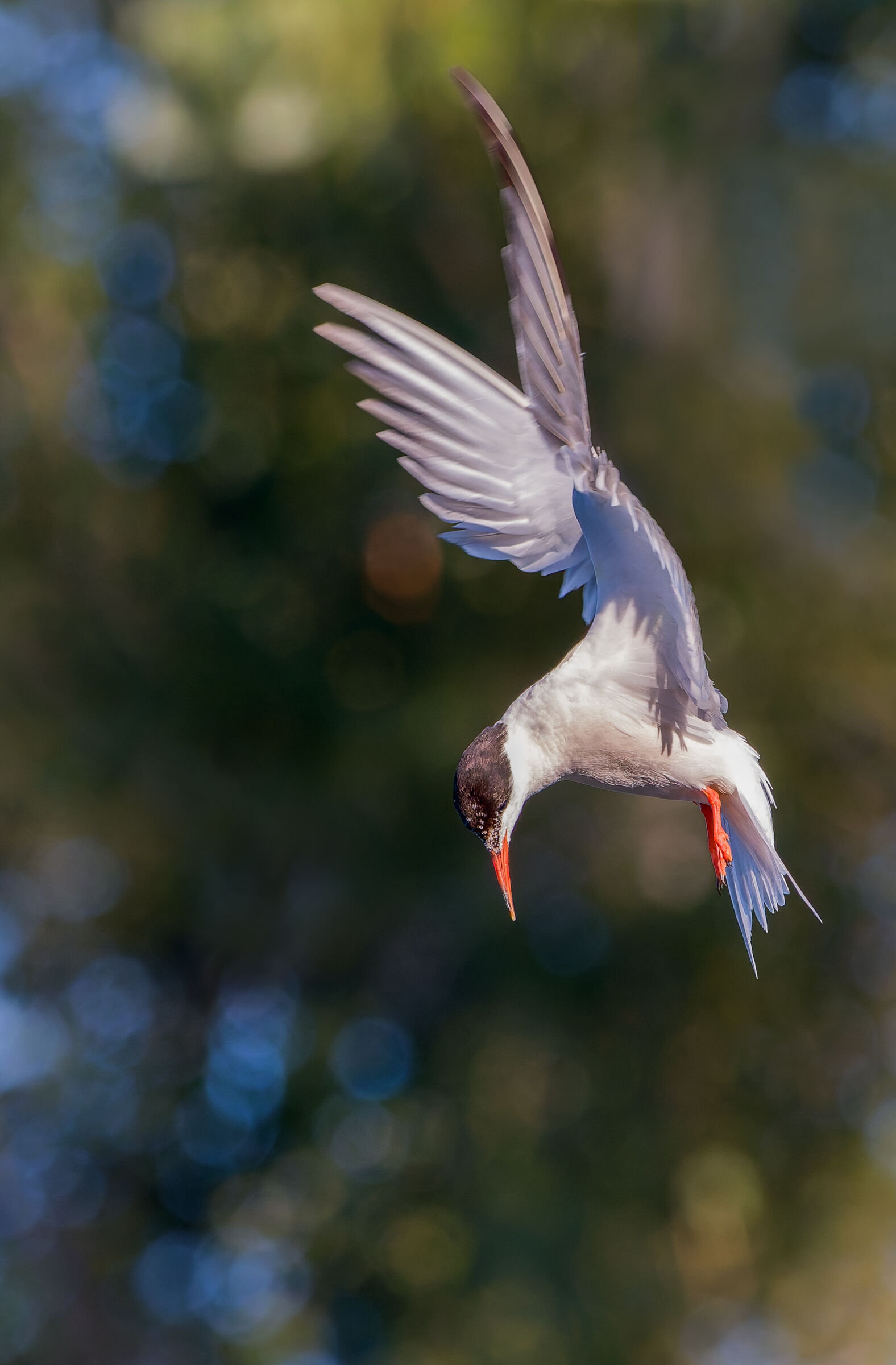 Il volo della sterna