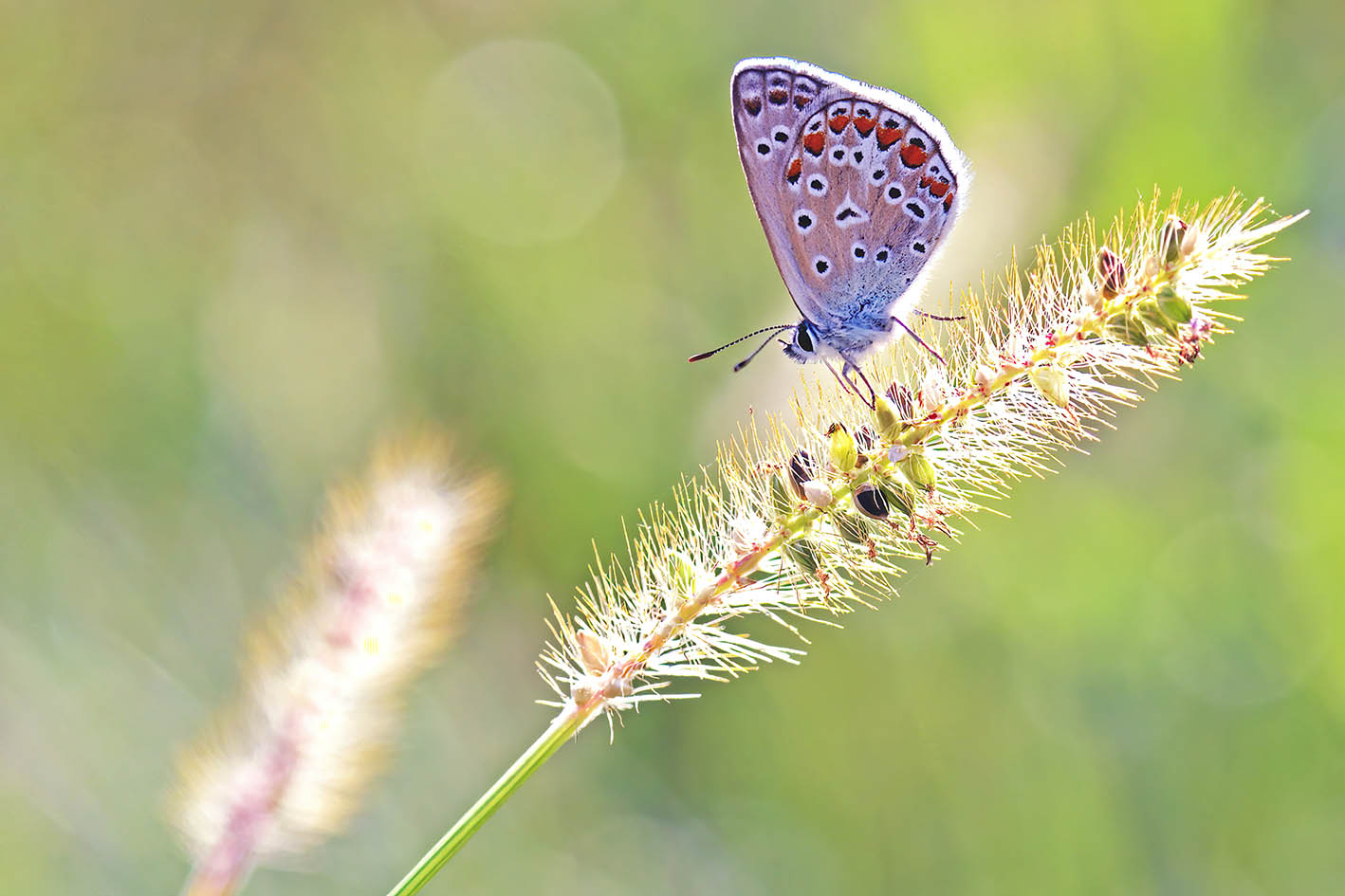 Polyommatus icarus