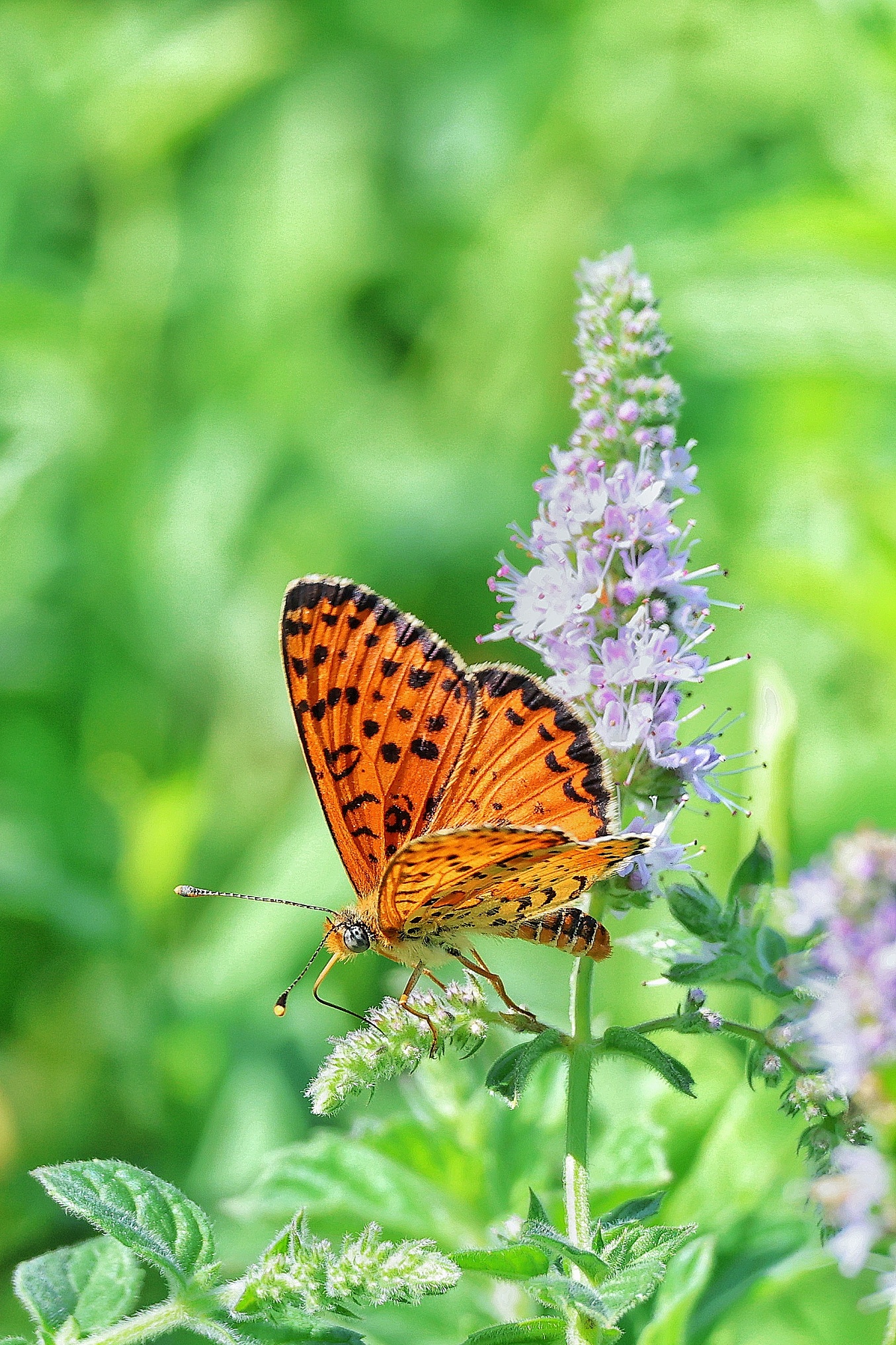 Melitaea didyma
