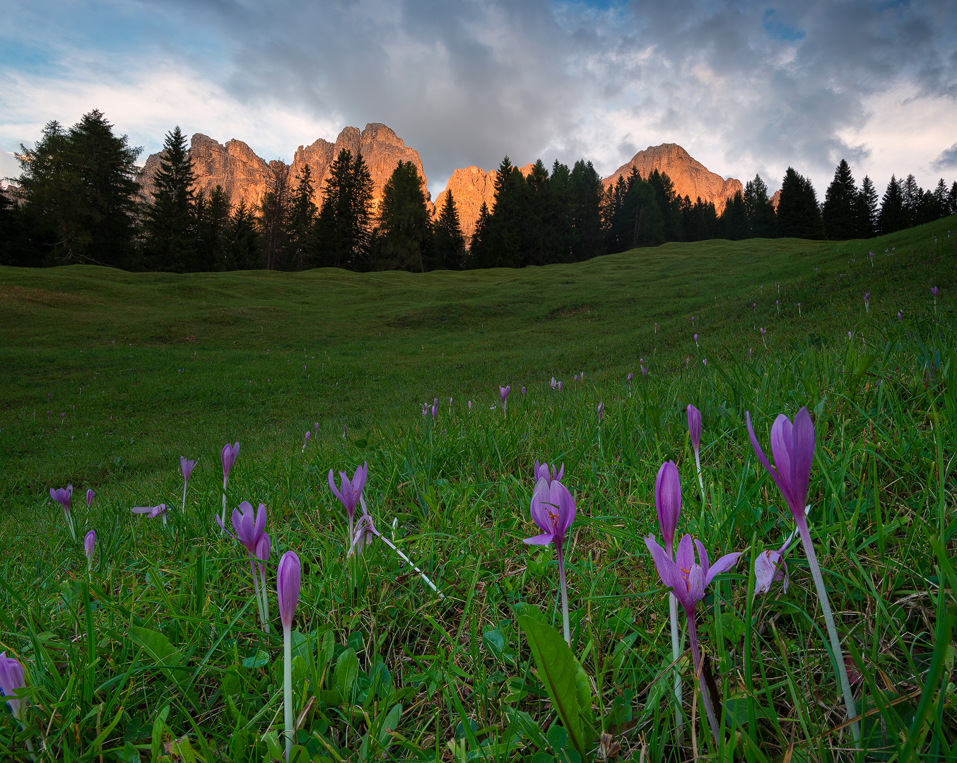 Time for crocuses