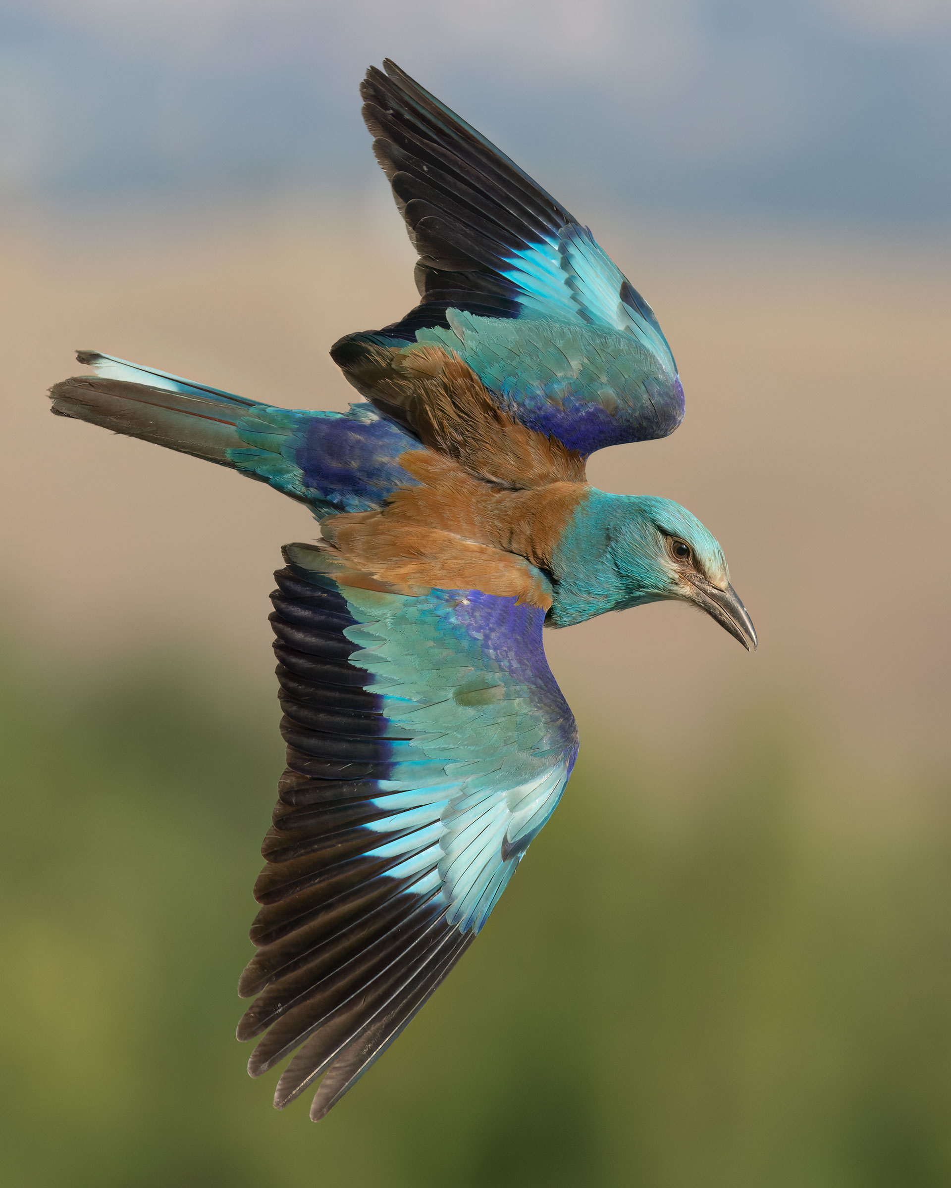 The dive of the European roller