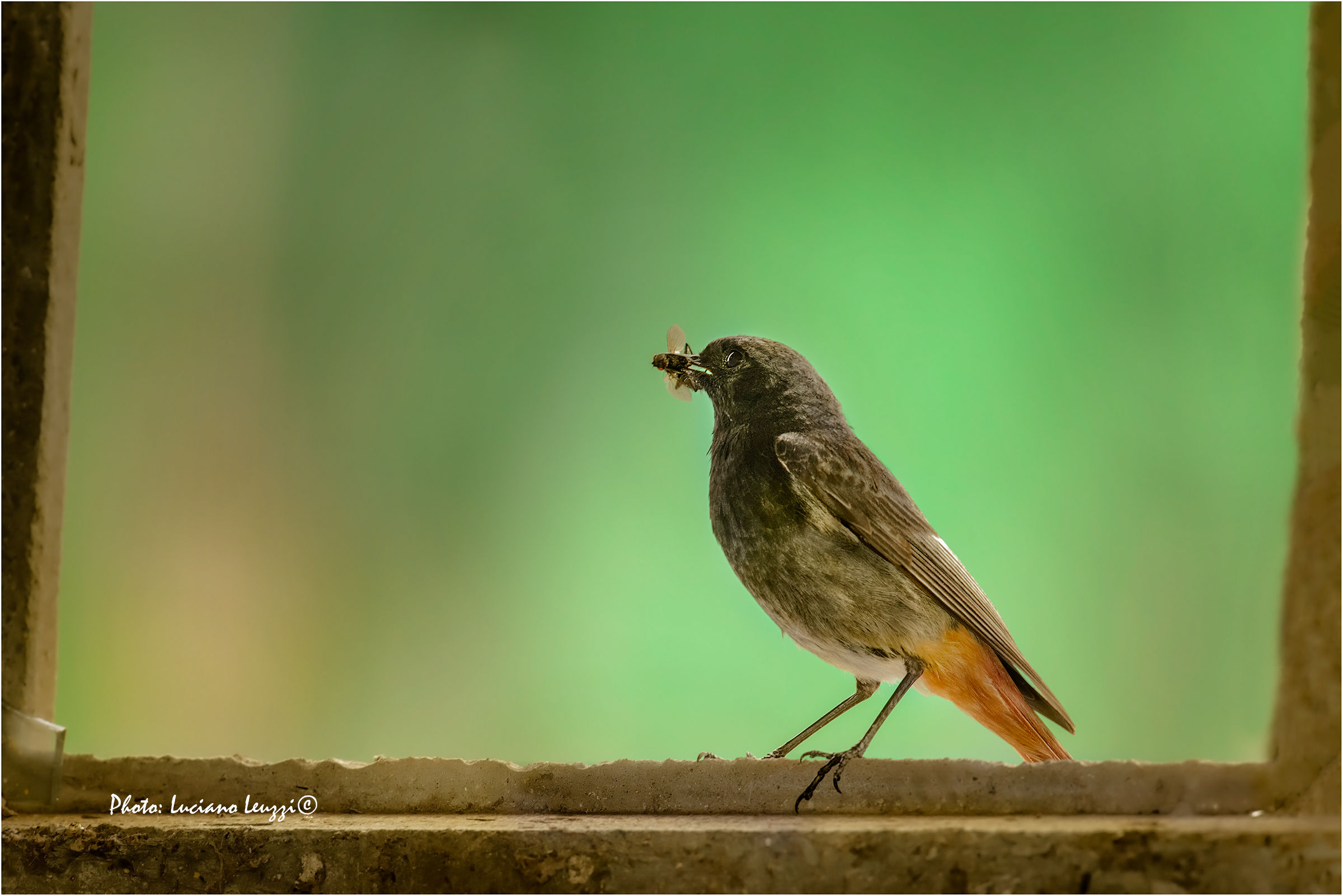 redstart