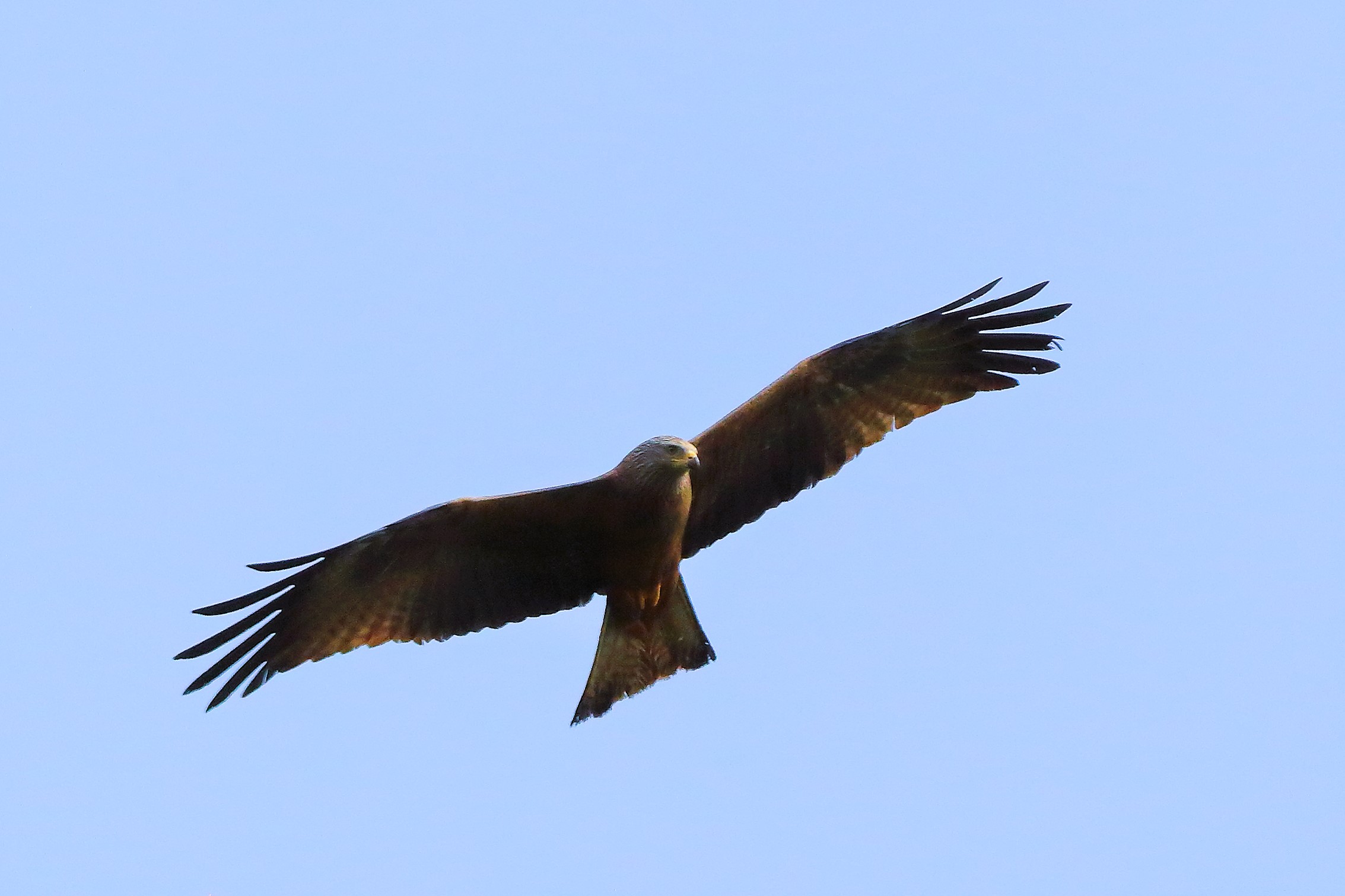 Nibbio bruno 08 aprile 2024 - 7935