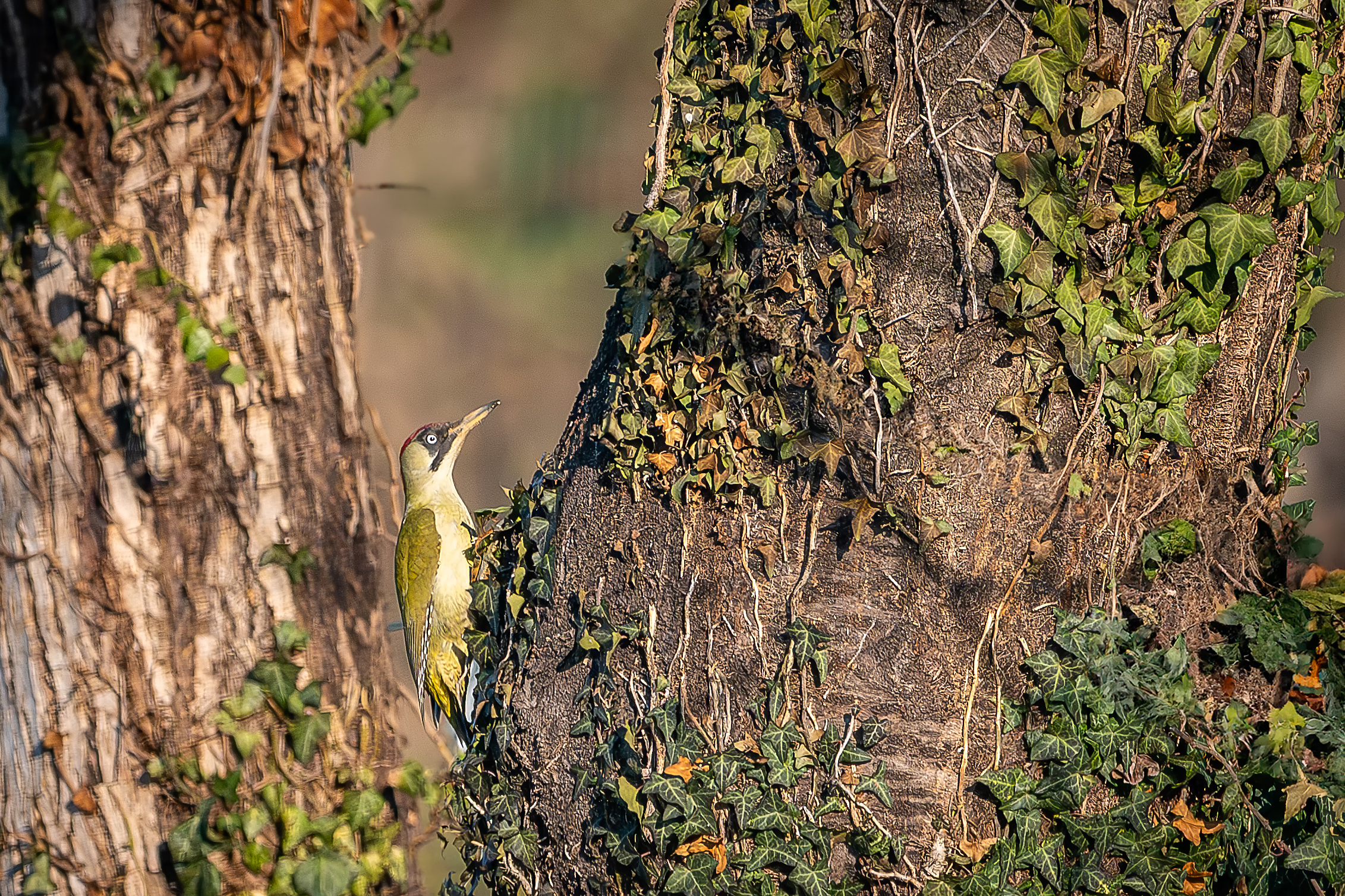 Green woodpecker #capannocora