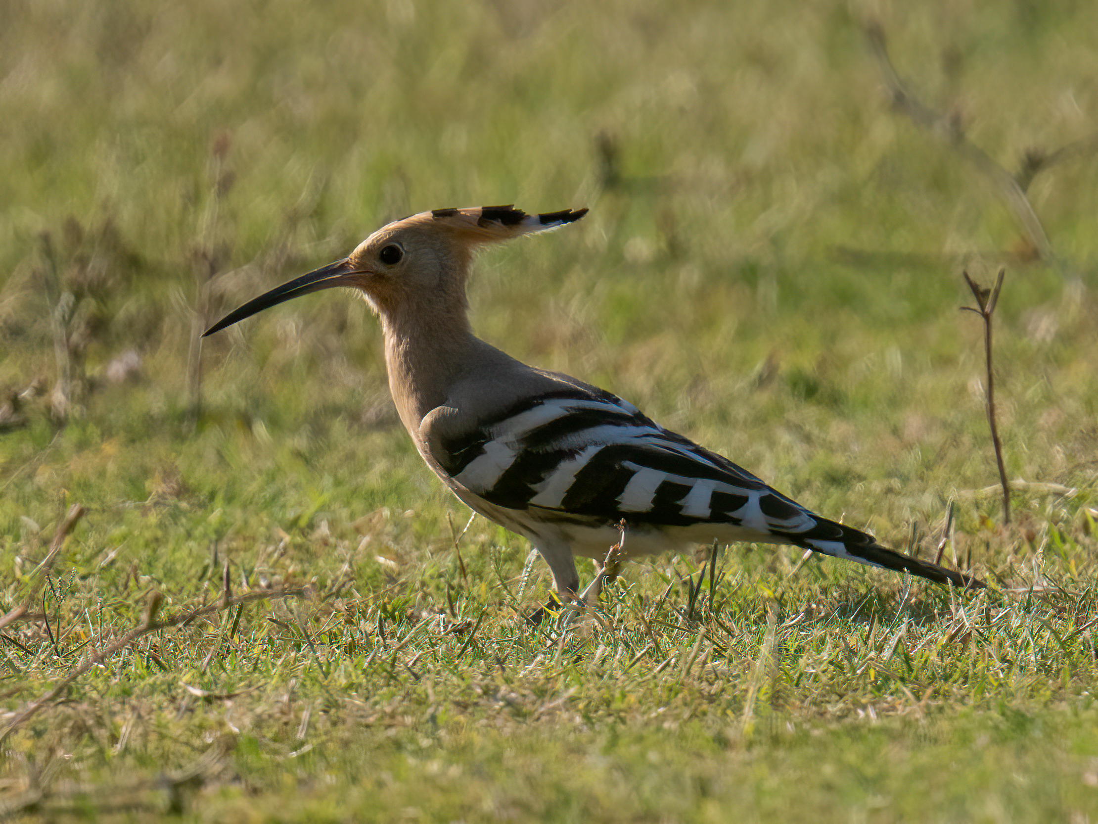 Hoopoe