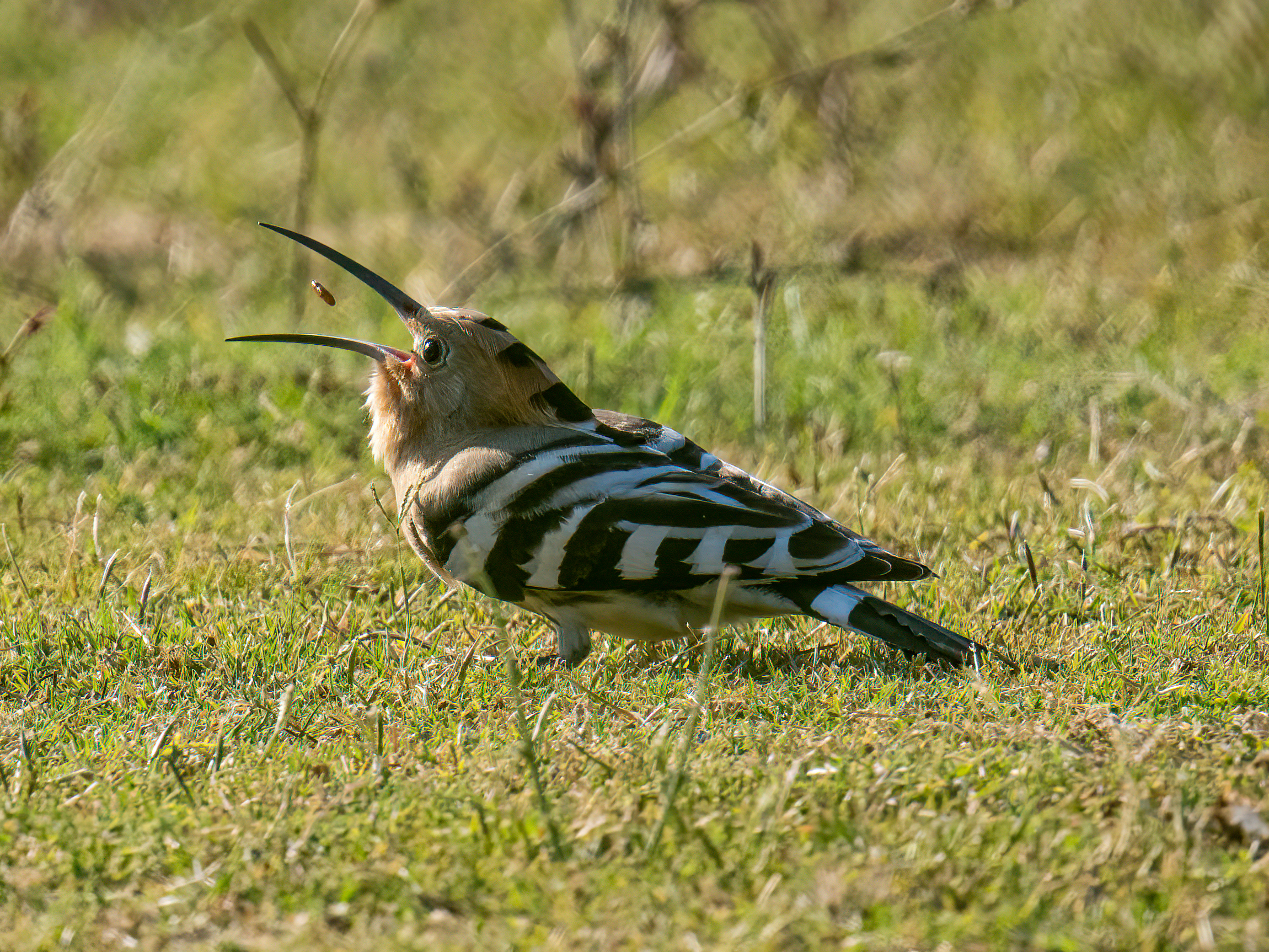 Hoopoe