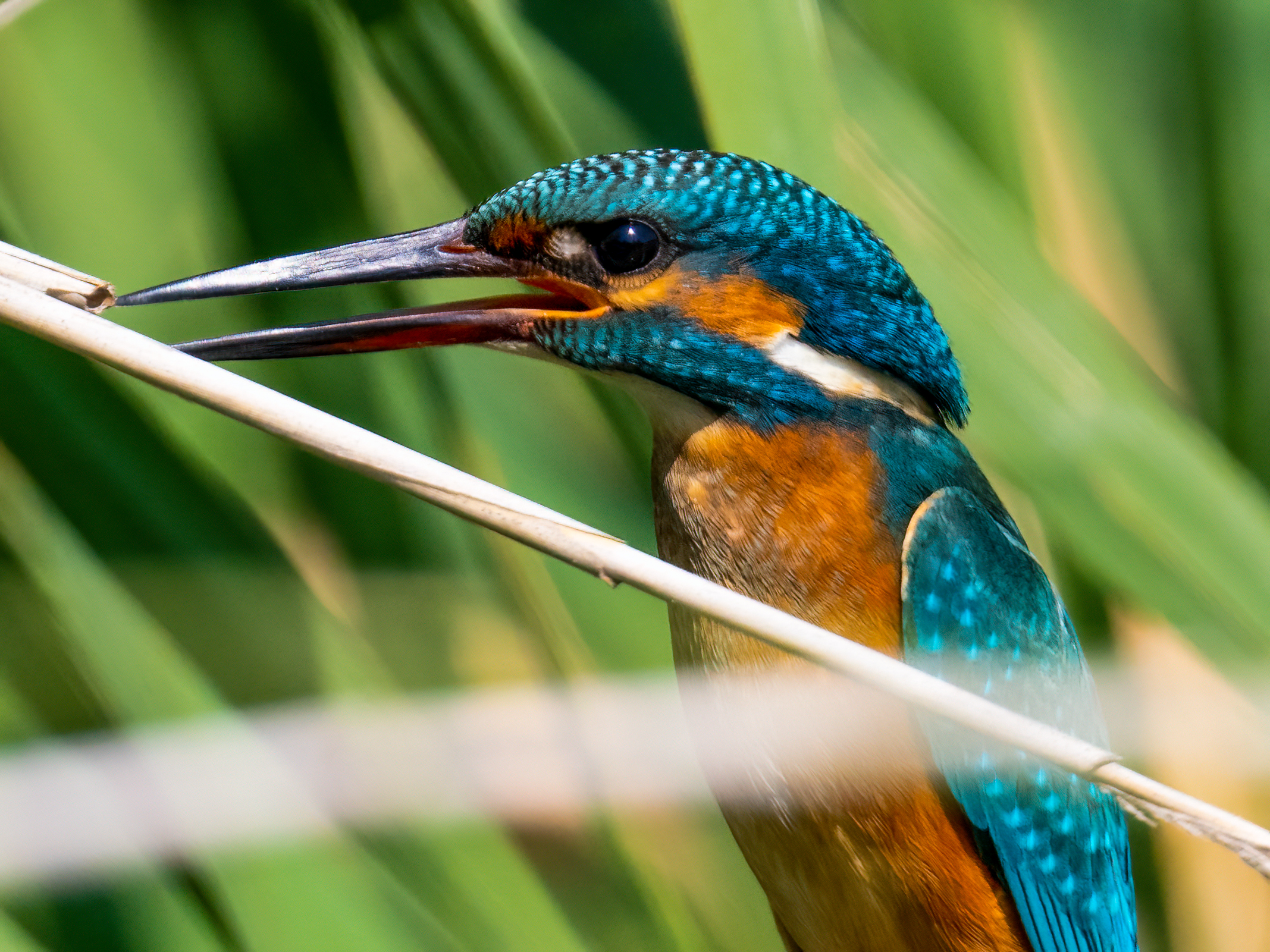 Male kingfisher