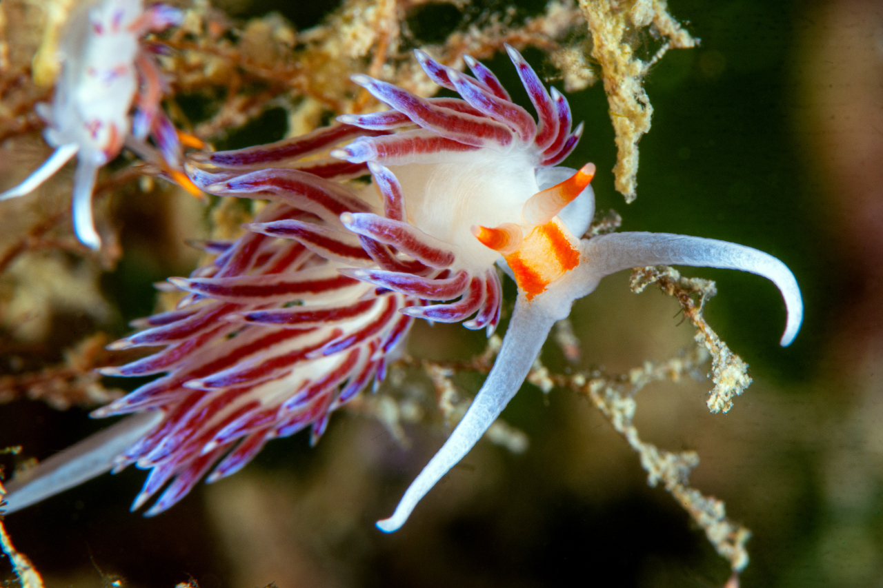 Flabellina