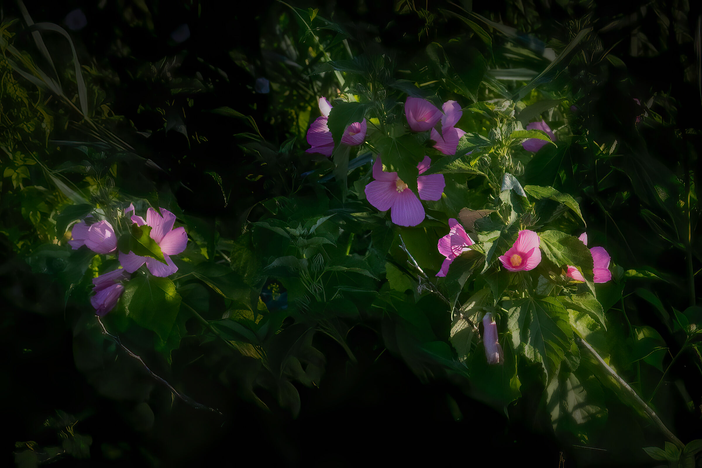 Clematis sulle sponde del Lago Superiore