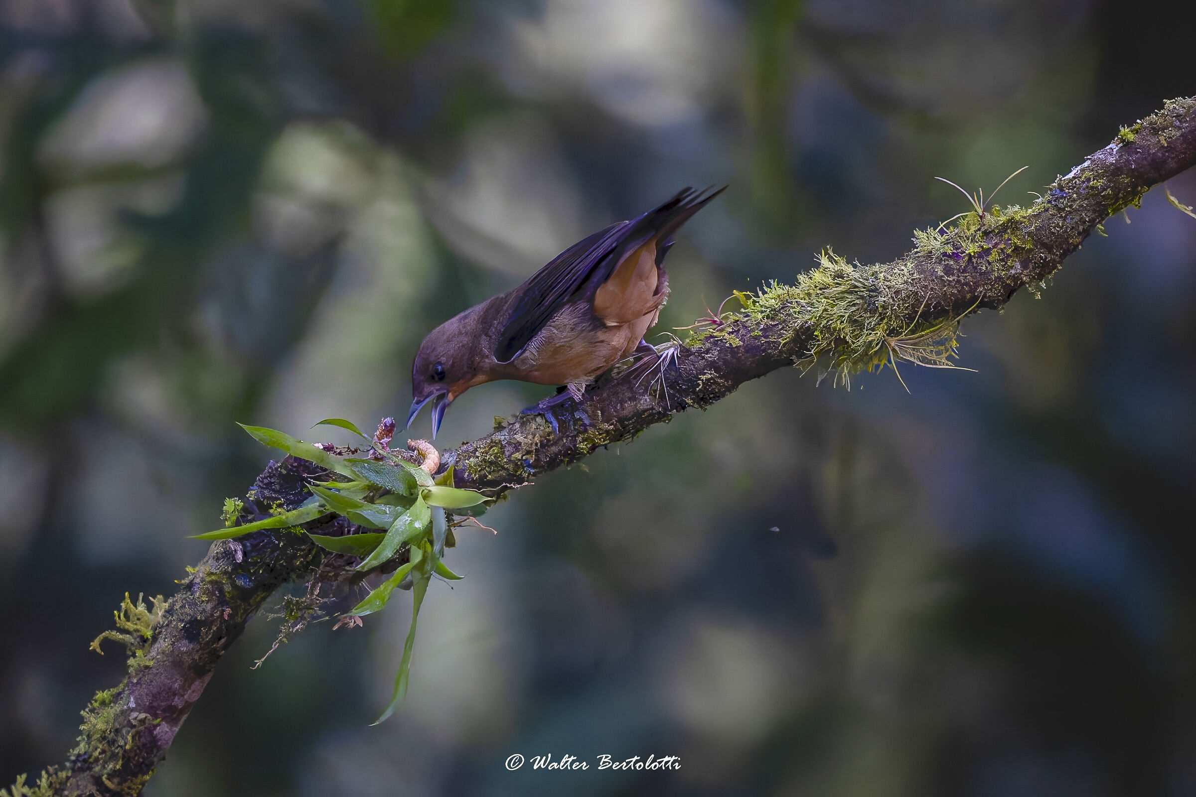 colazione in foresta