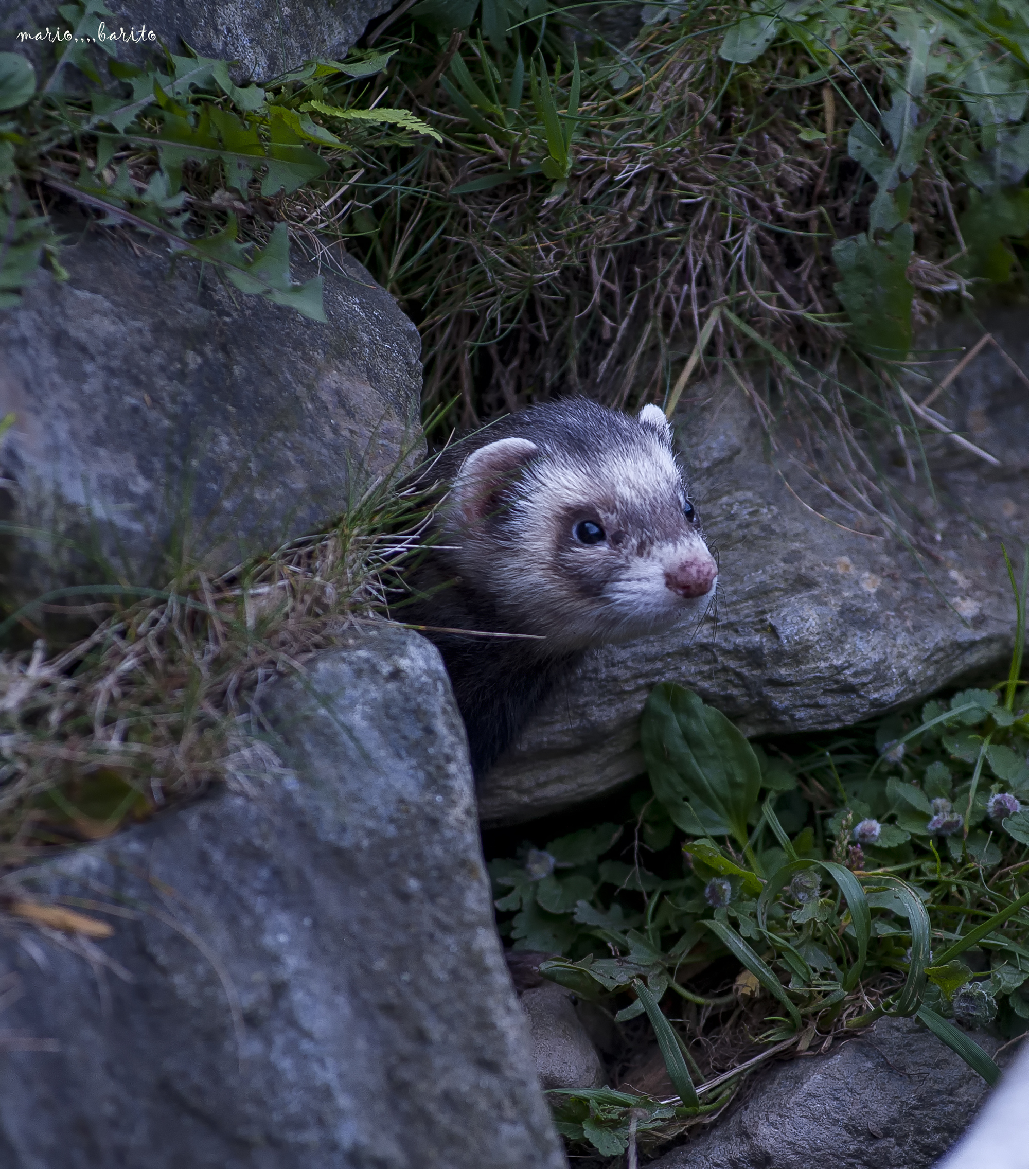 skunk