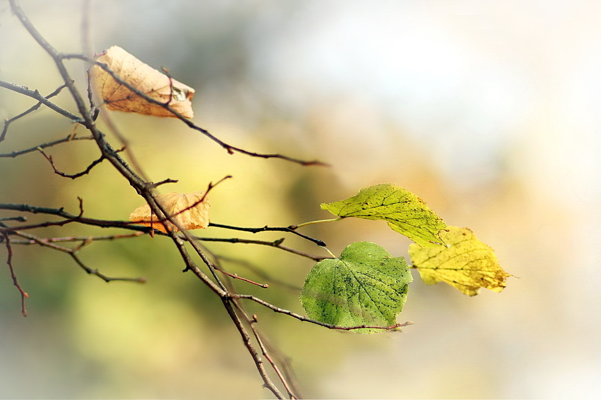 leaf coloring contrasts