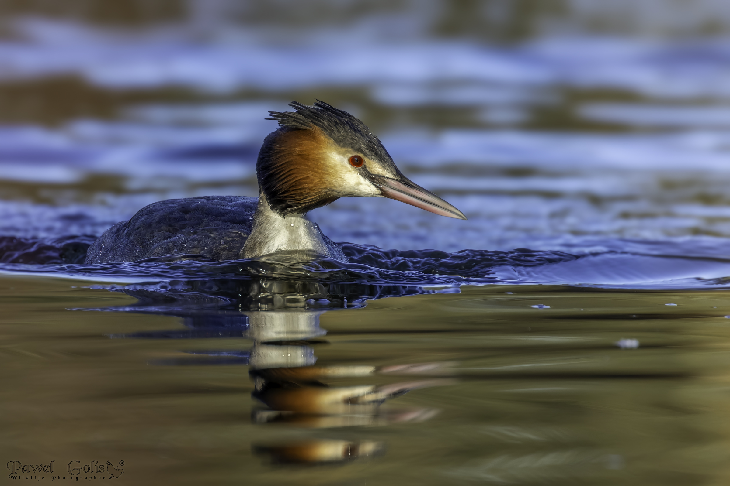 Svasso maggiore (Podiceps cristatus)