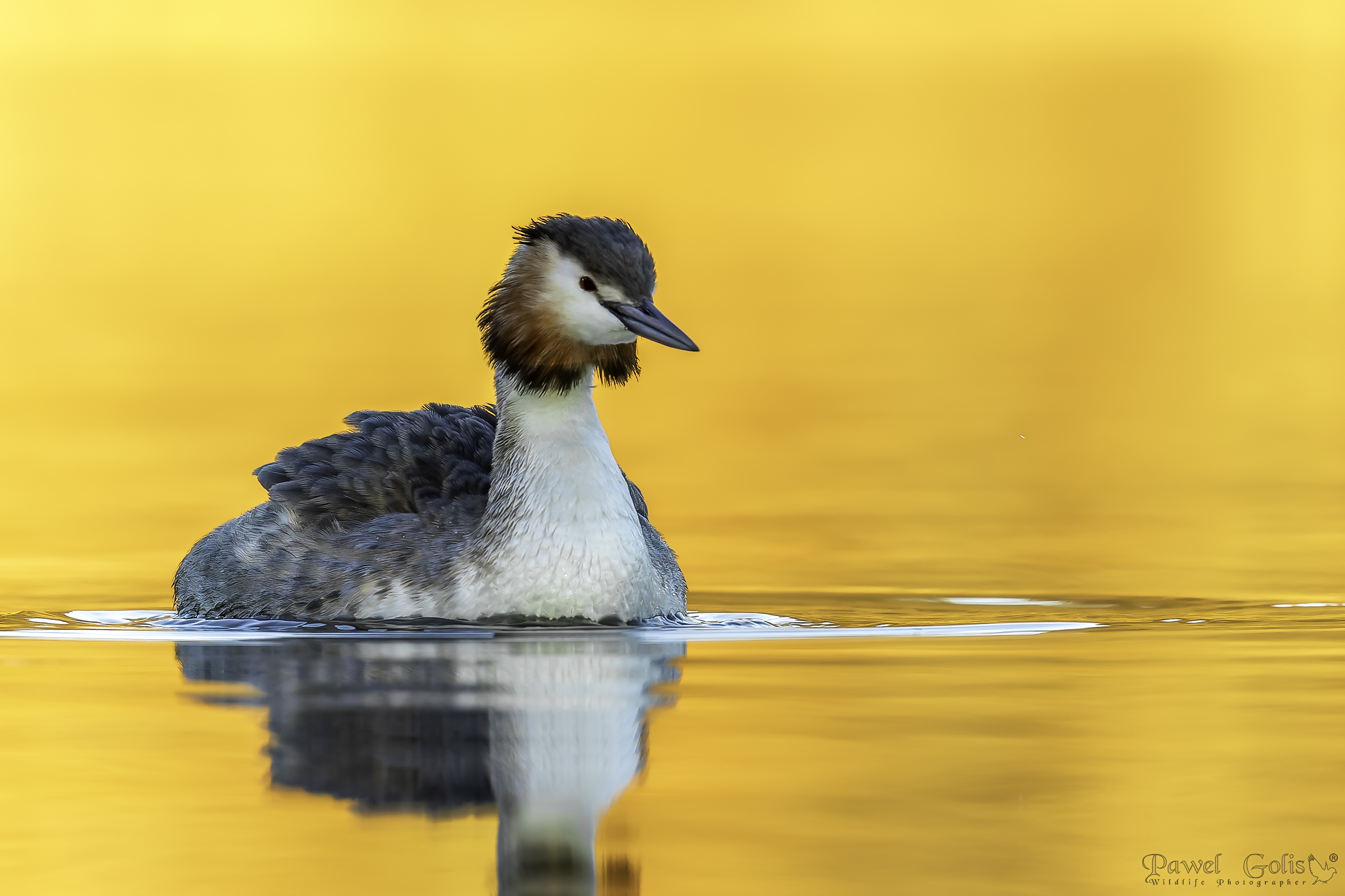 Svasso maggiore (Podiceps cristatus)