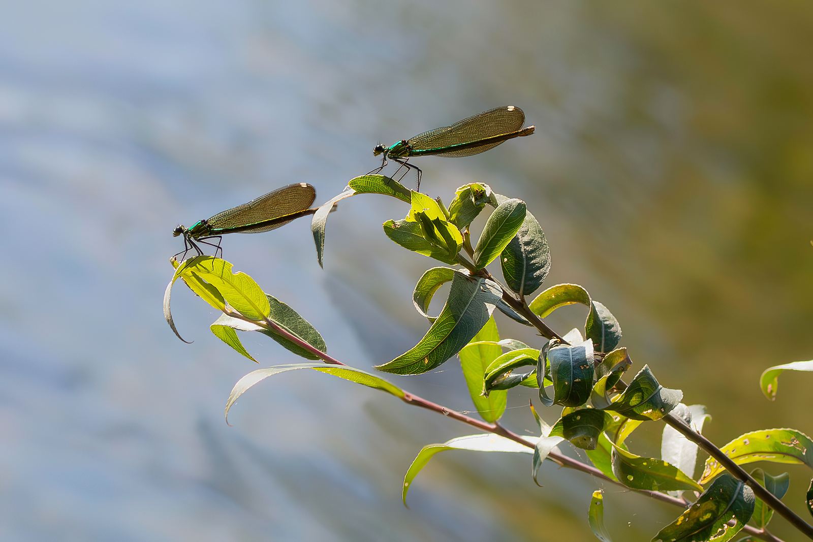Calopteryx splendens
