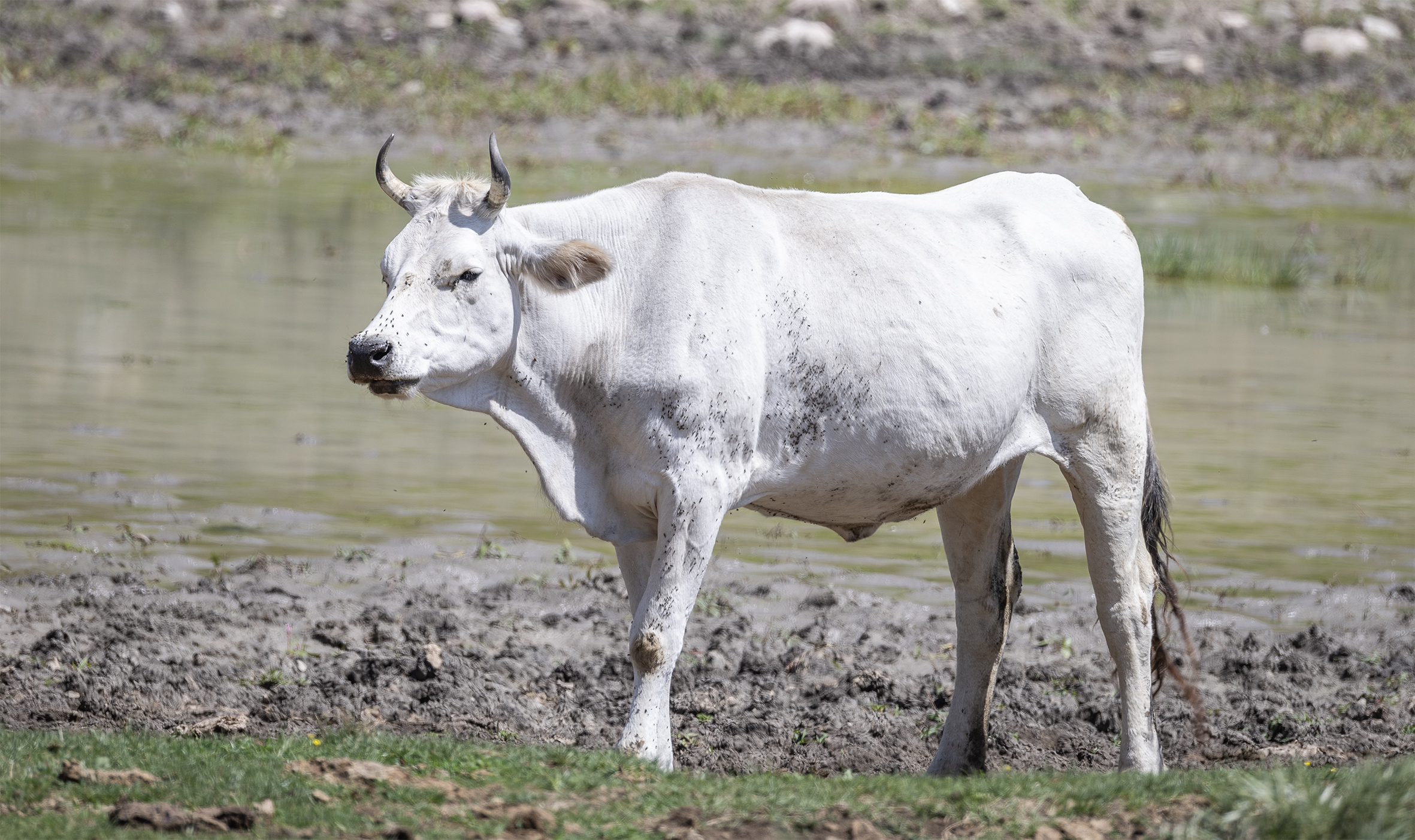The cow Lola