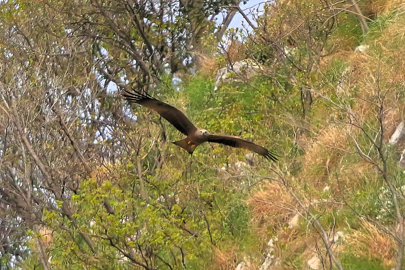 Nibbio bruno 08 aprile 2024 - 7965