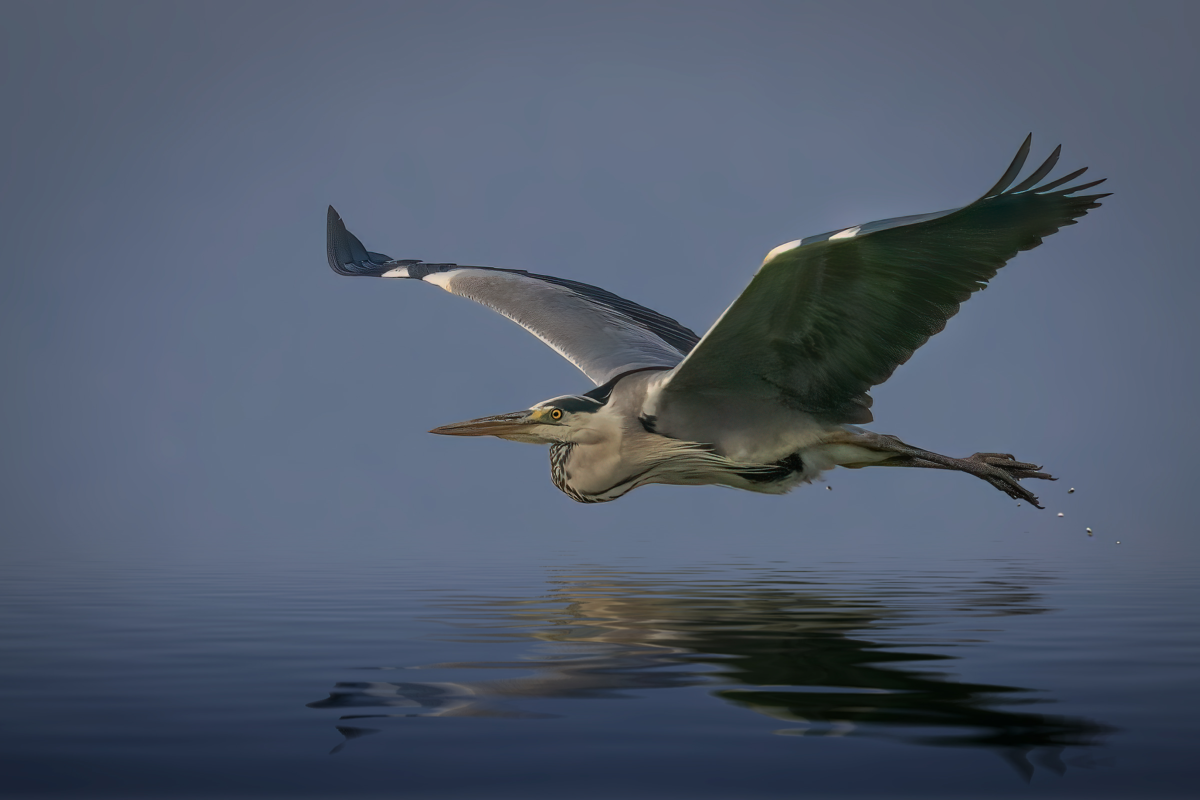 Airone cenerino in volo radente