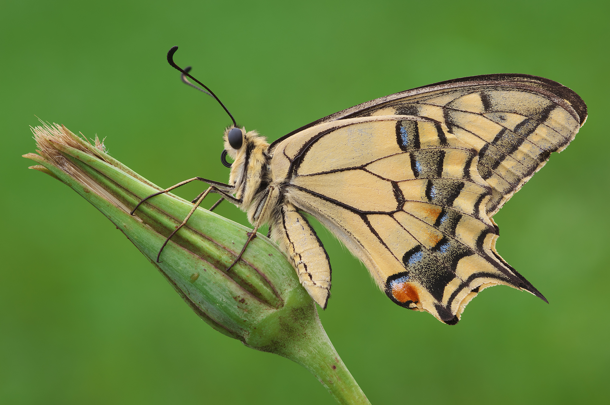 Papilio machaon